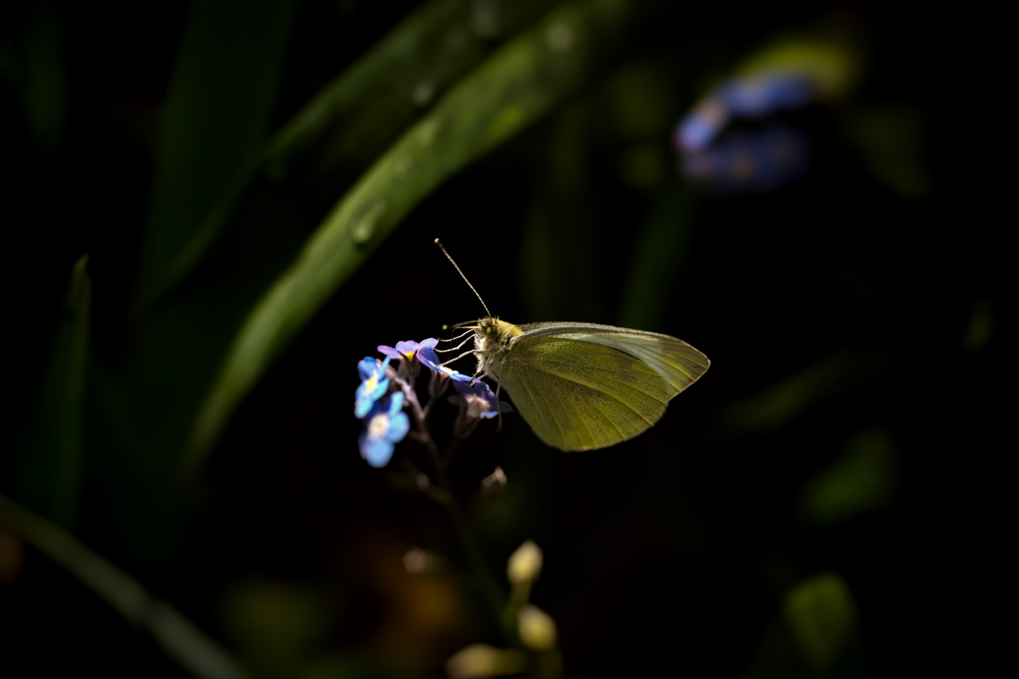 Canon EF 100mm F2.8L Macro IS USM sample photo. Spring delight photography