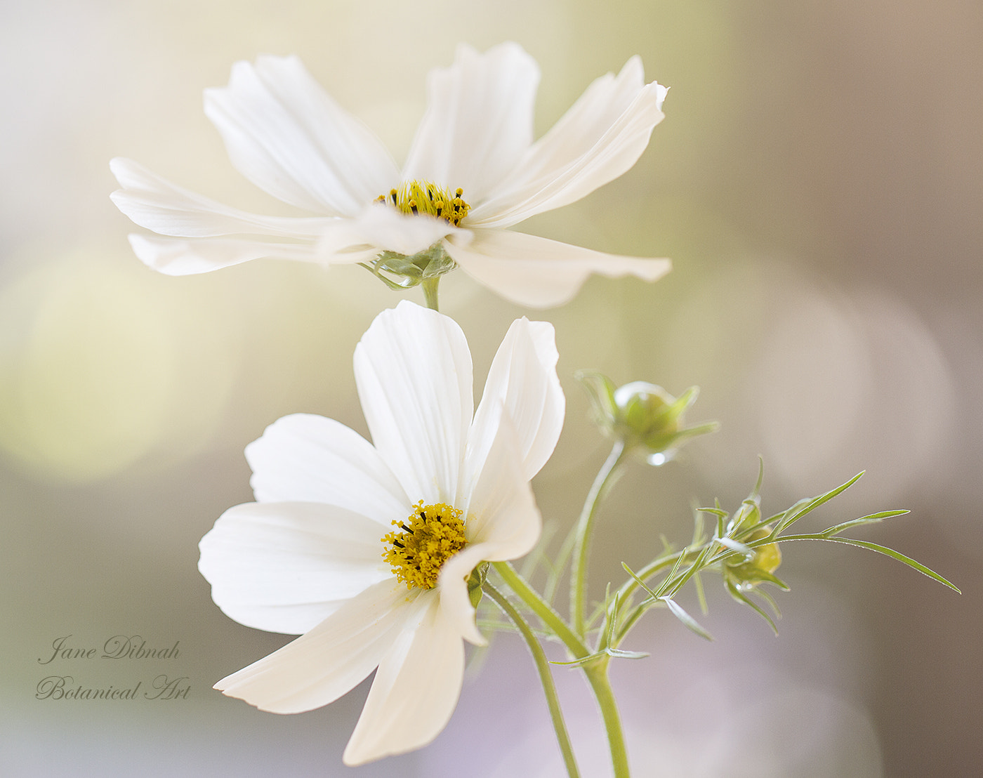 Canon EOS 7D + Canon EF 100mm F2.8L Macro IS USM sample photo. Cosmos photography