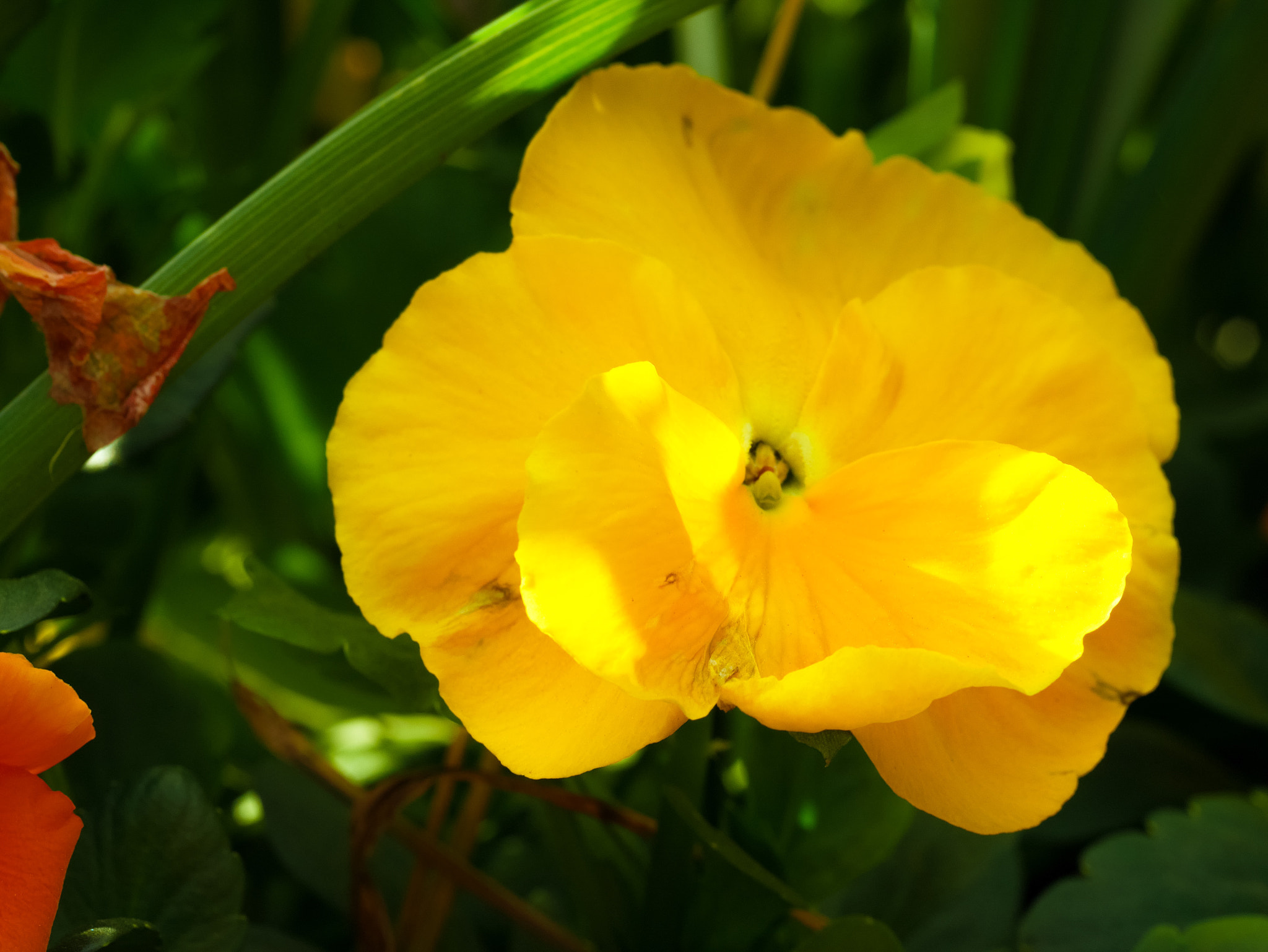 Panasonic DMC-GM1S sample photo. Yellow pansy - floriade 2016 - location: commonwealth park, act, australia photography