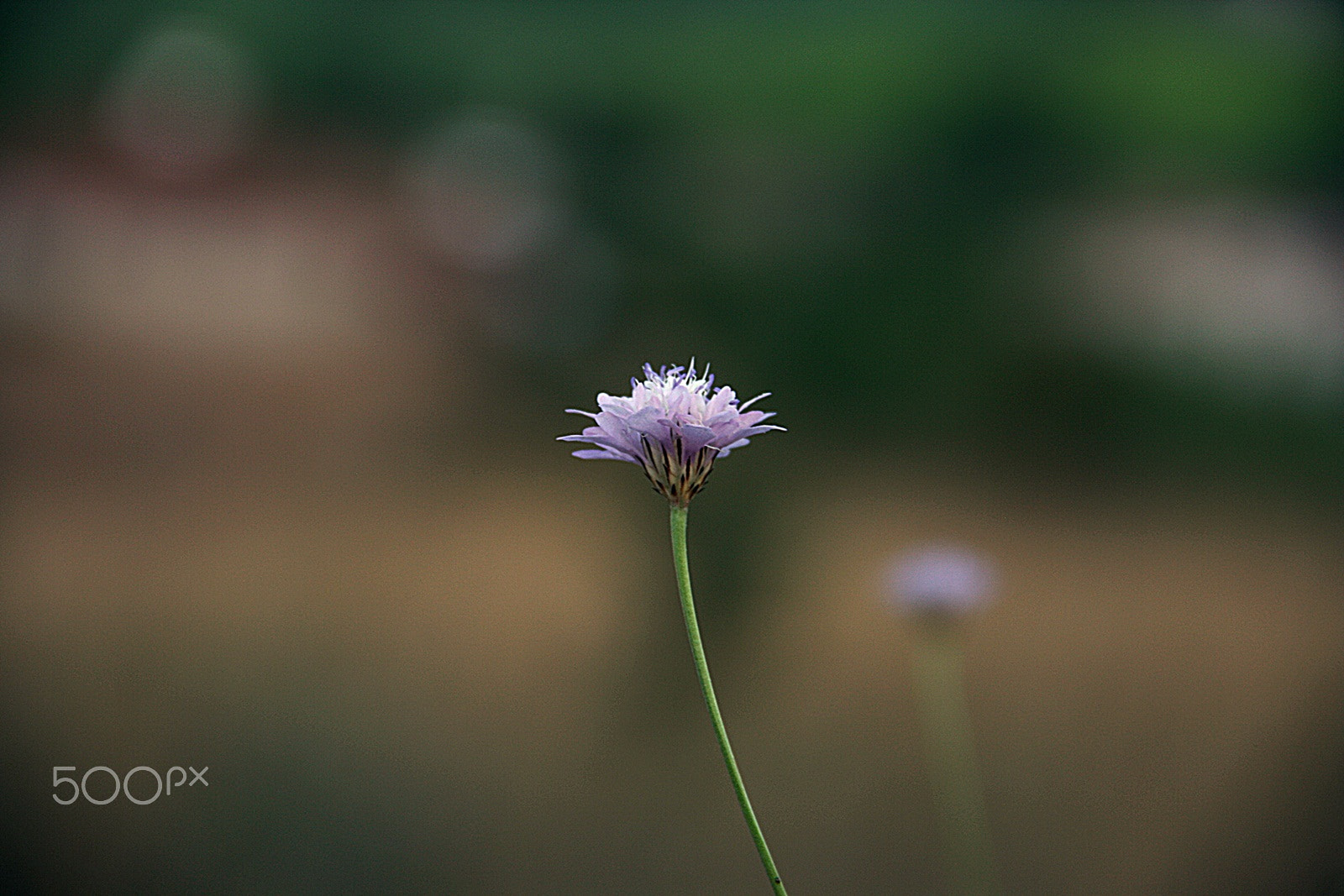 Canon EOS 1000D (EOS Digital Rebel XS / EOS Kiss F) sample photo. Eflatun... photography