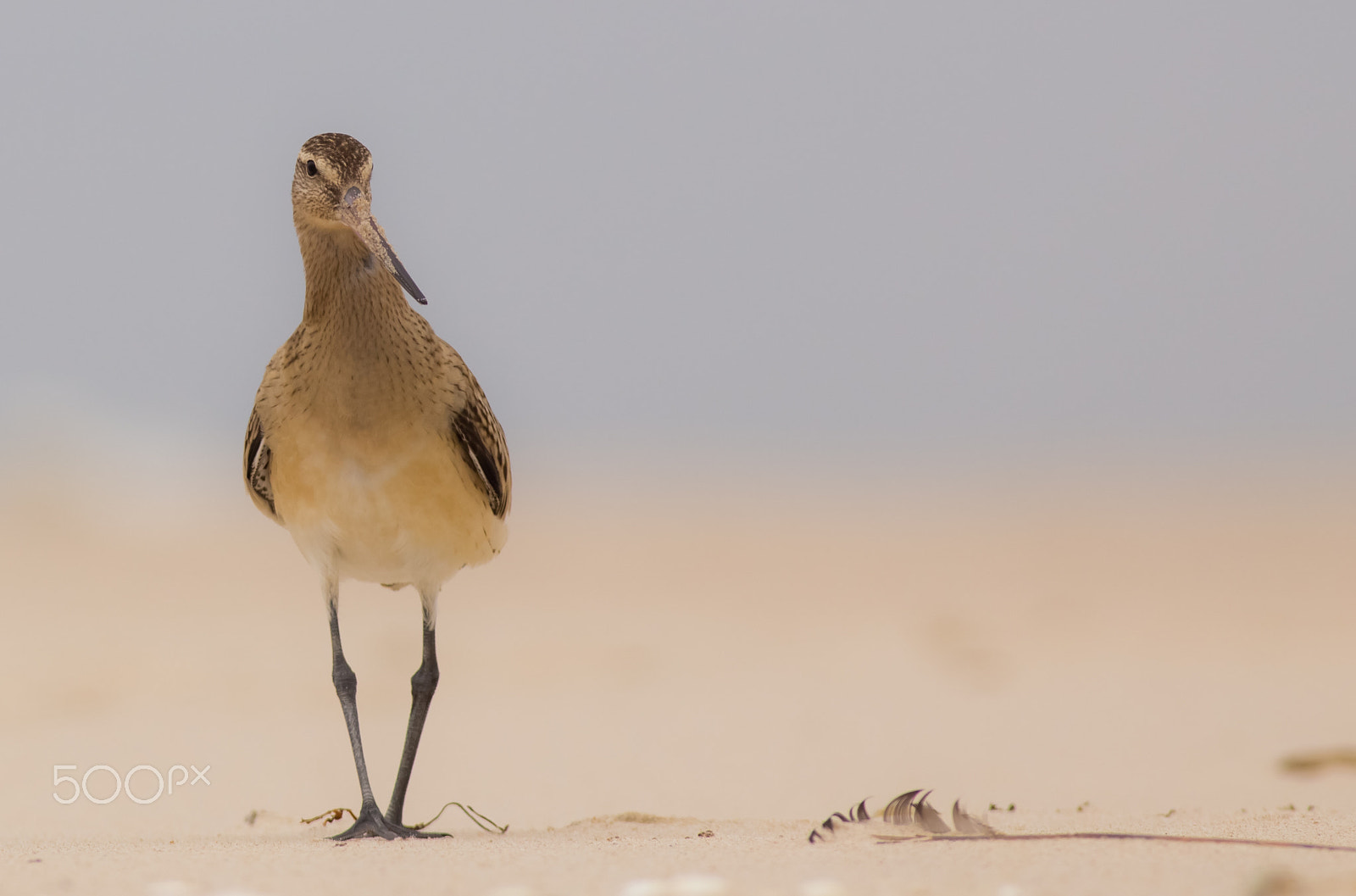 Canon EOS 6D + Canon EF 400mm F5.6L USM sample photo. Limosa lapponica - bar-tailed godwit photography