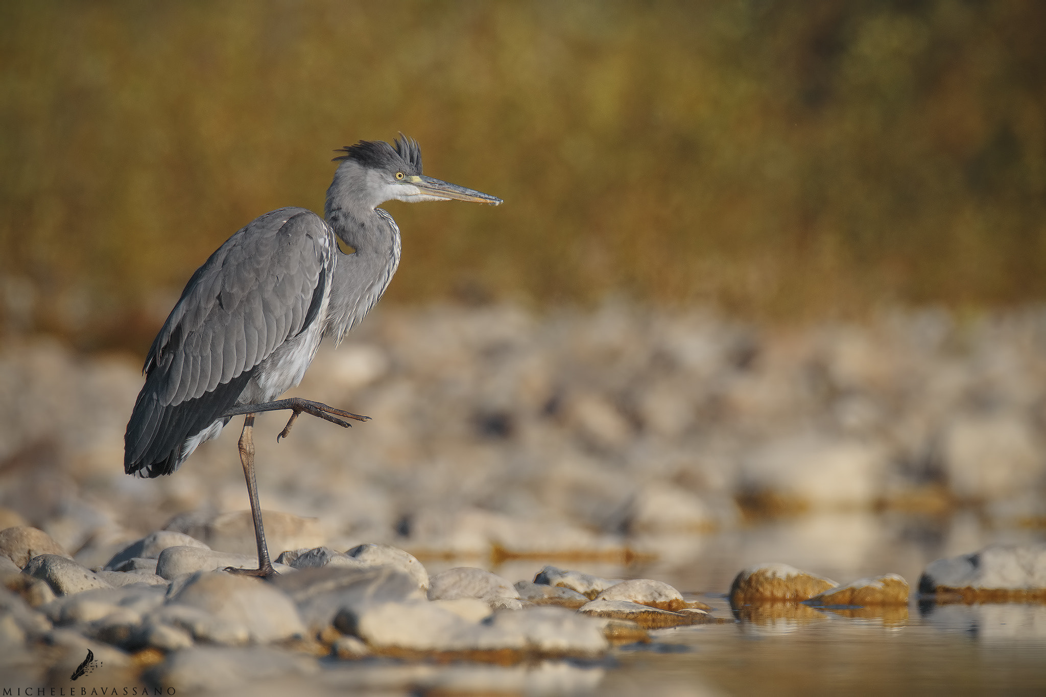 150-600mm F5-6.3 DG OS HSM | Sports 014 sample photo. Grey heron photography