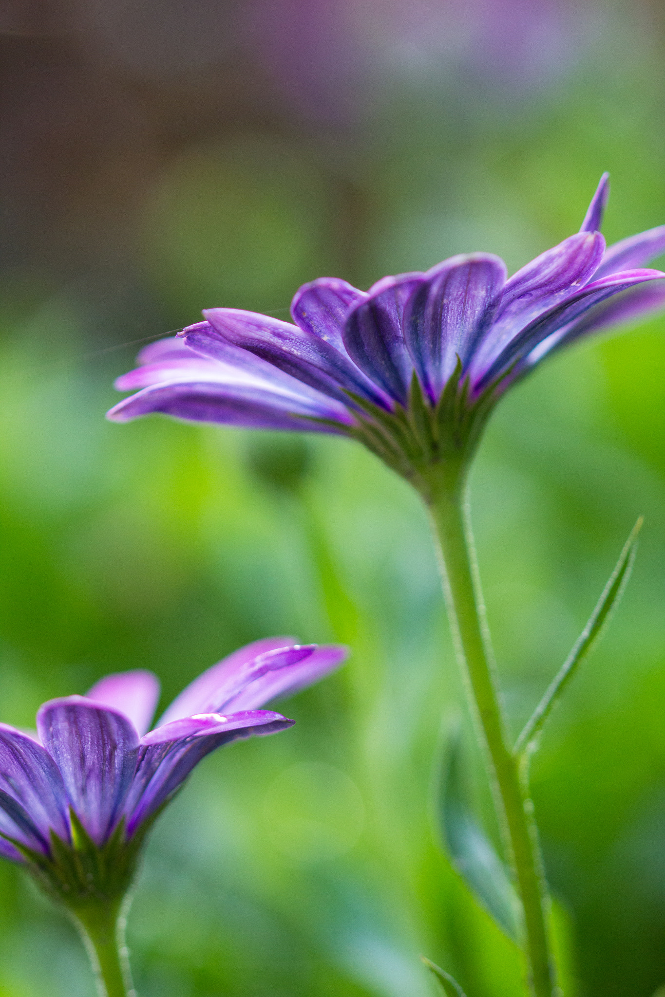Sigma 105mm F2.8 EX DG OS HSM sample photo. Doubledaisy photography
