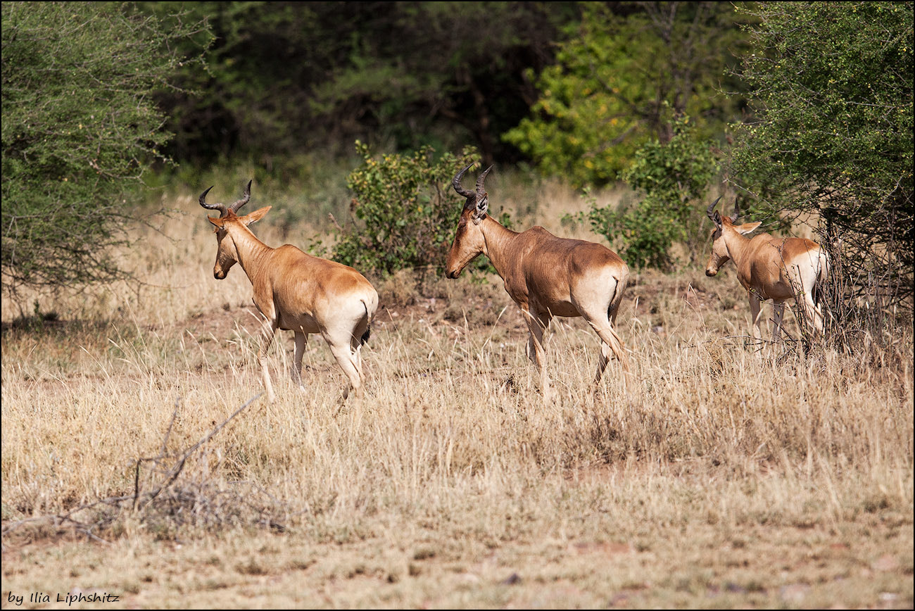 Canon EF 300mm F2.8L IS USM sample photo. Hartebeests - running away photography