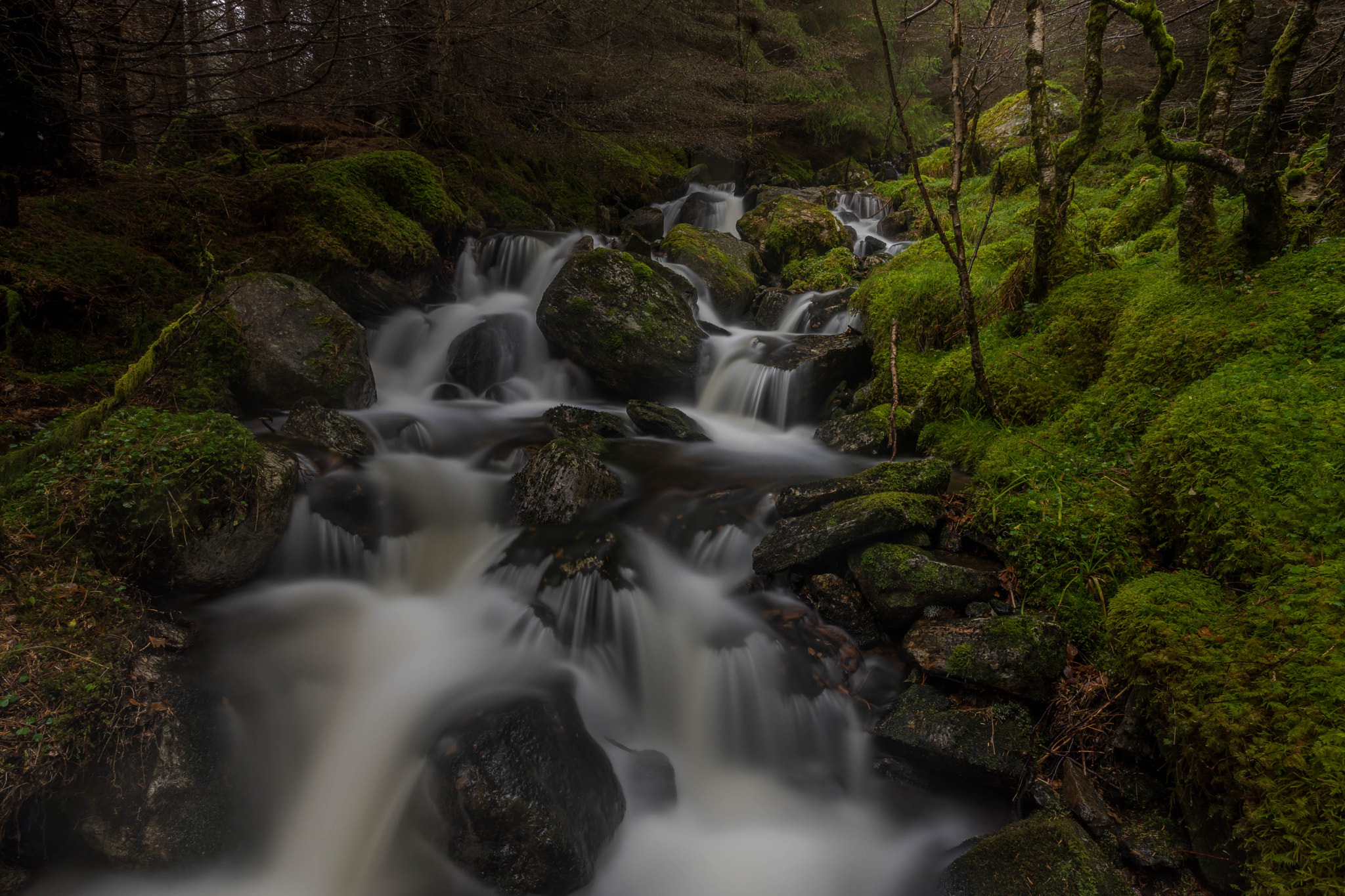 Sony a7 II + Canon EF 17-40mm F4L USM sample photo. River moss photography