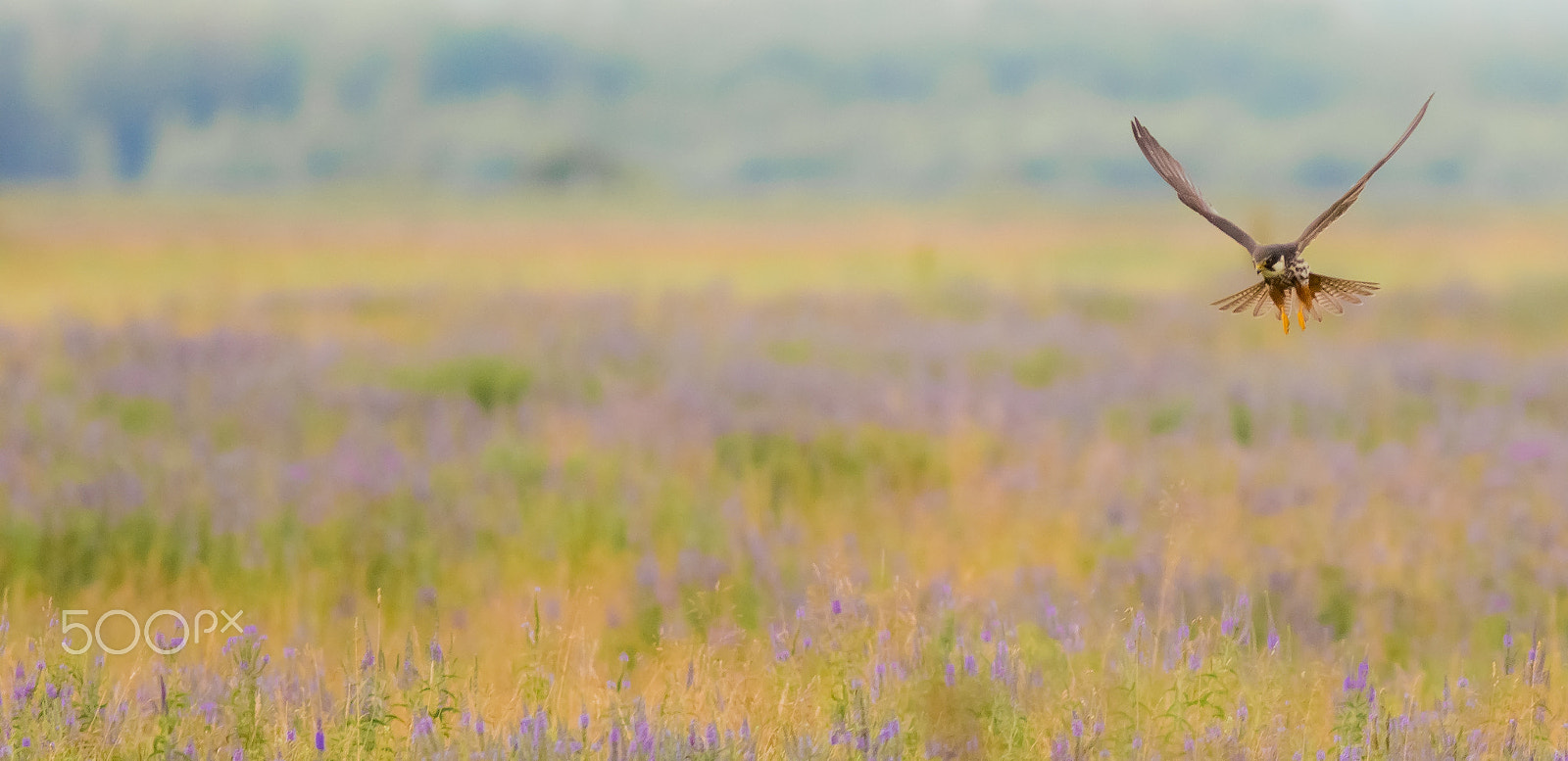 Canon EOS 6D + Canon EF 400mm F5.6L USM sample photo. Sketsakalis (falco subbuteo) hobby photography