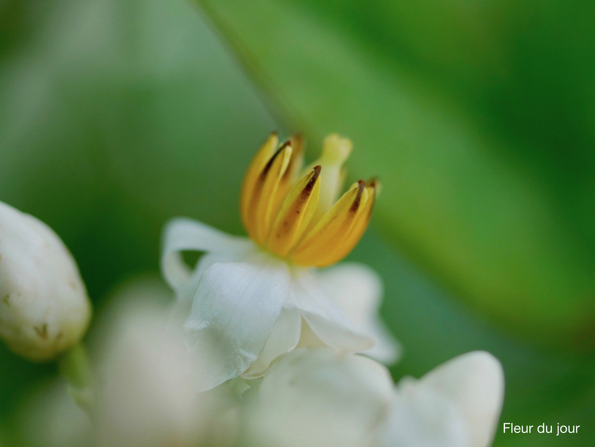 Panasonic DMC-G70 + Panasonic Lumix G Macro 30mm F2.8 ASPH Mega OIS sample photo. Fleur du jour photography