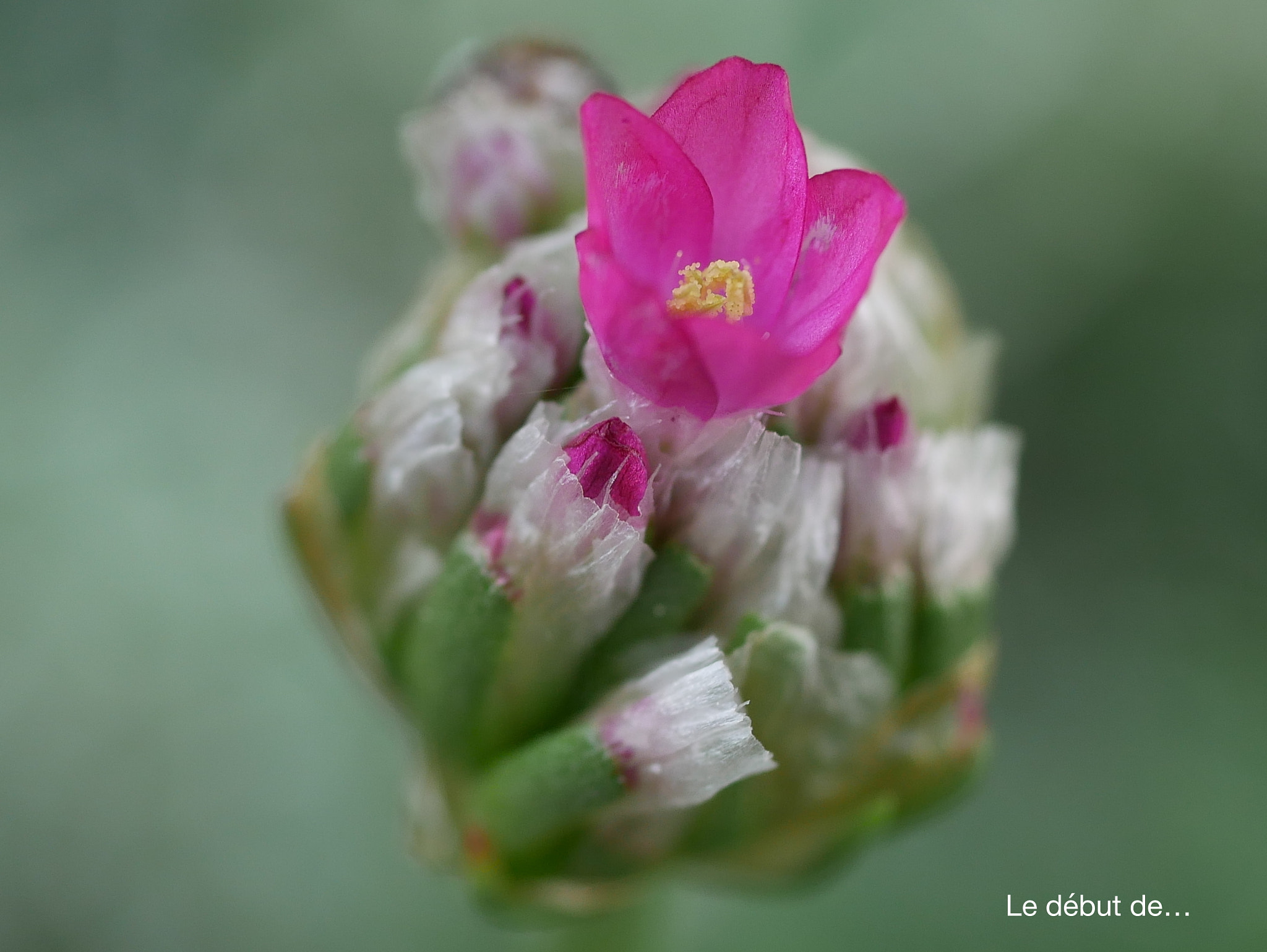 Panasonic Lumix G Macro 30mm F2.8 ASPH Mega OIS sample photo. Le début de... photography