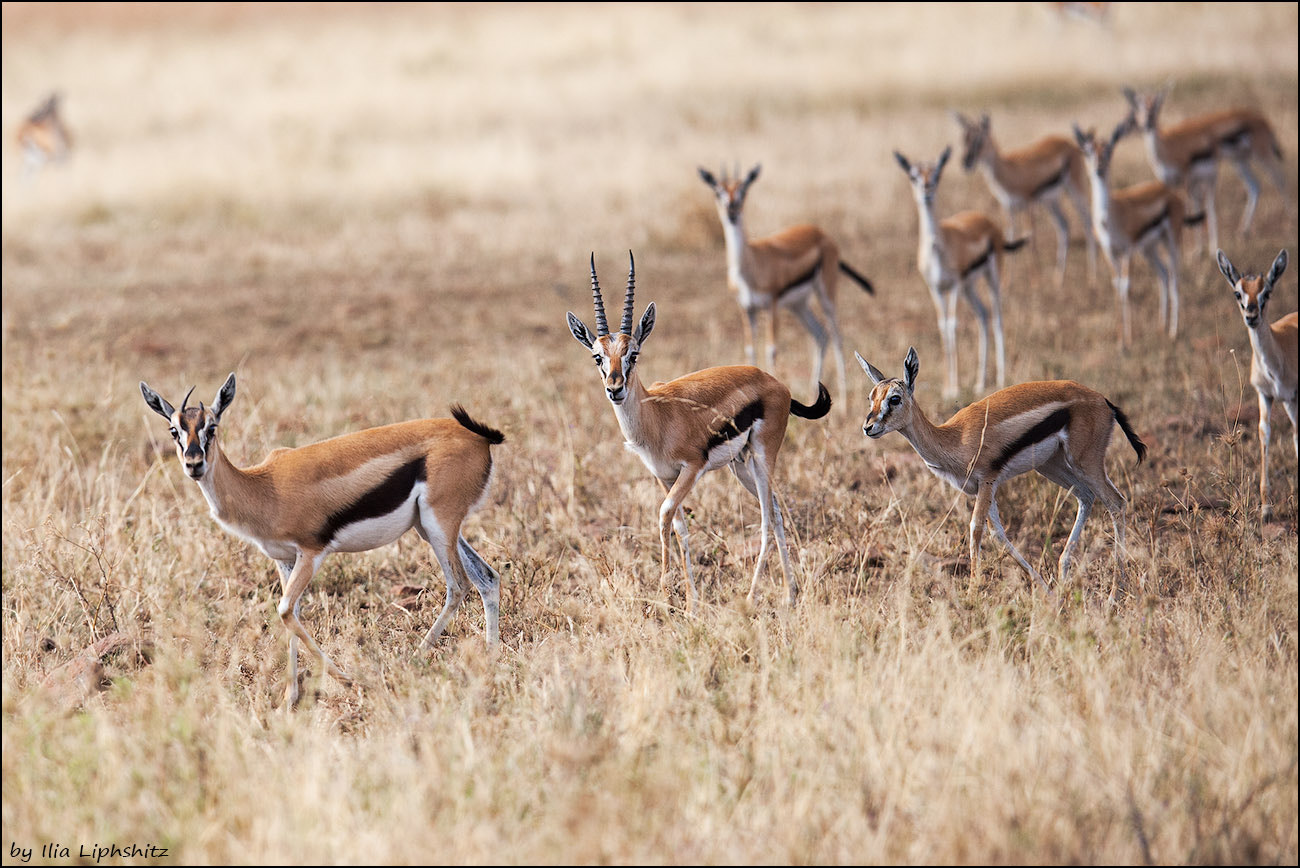 Canon EF 300mm F2.8L IS USM sample photo. Impalas photography