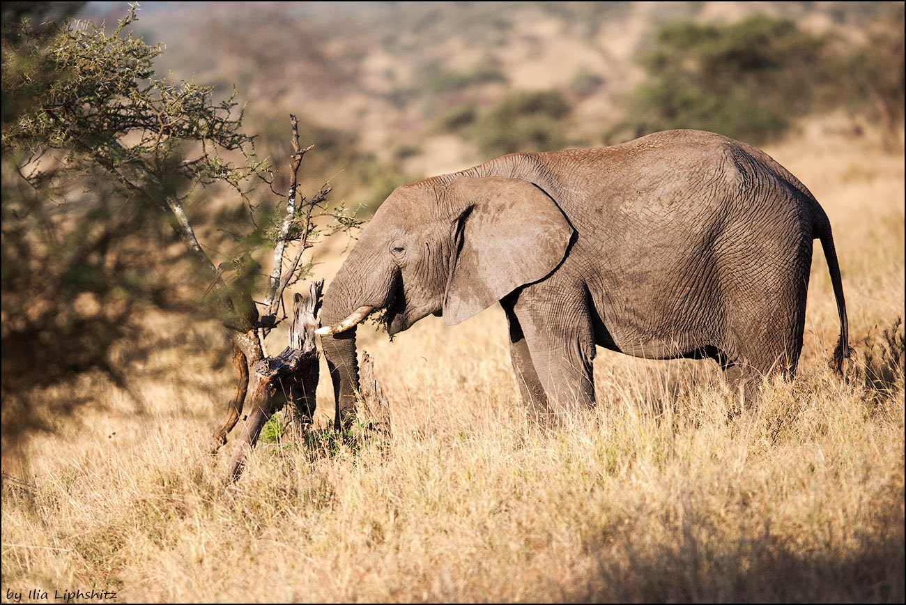 Canon EOS-1D Mark III + Canon EF 300mm F2.8L IS USM sample photo. Elephants of serengeti №12 photography