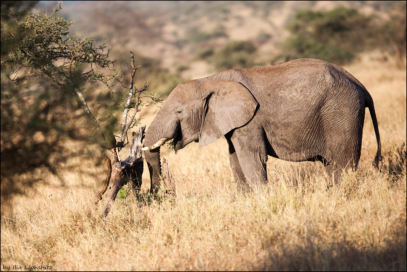 Canon EF 300mm F2.8L IS USM sample photo. Elephants of serengeti №12 photography