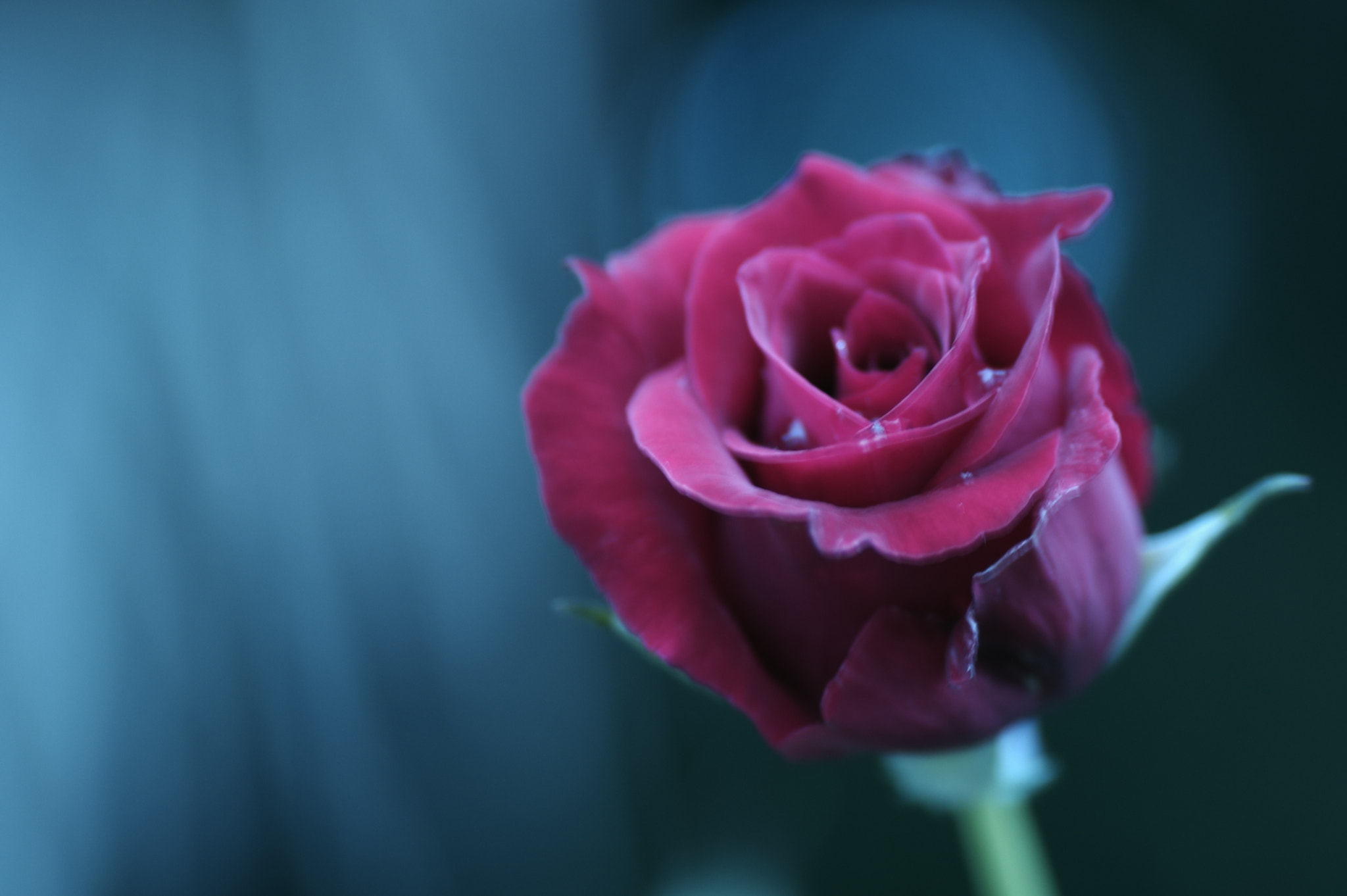 Tamron SP AF 90mm F2.8 Di Macro sample photo. Cool face photography