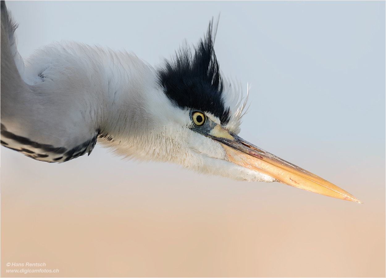 Nikon AF-S Nikkor 600mm F4E FL ED VR sample photo. Portrait desgraureihers photography