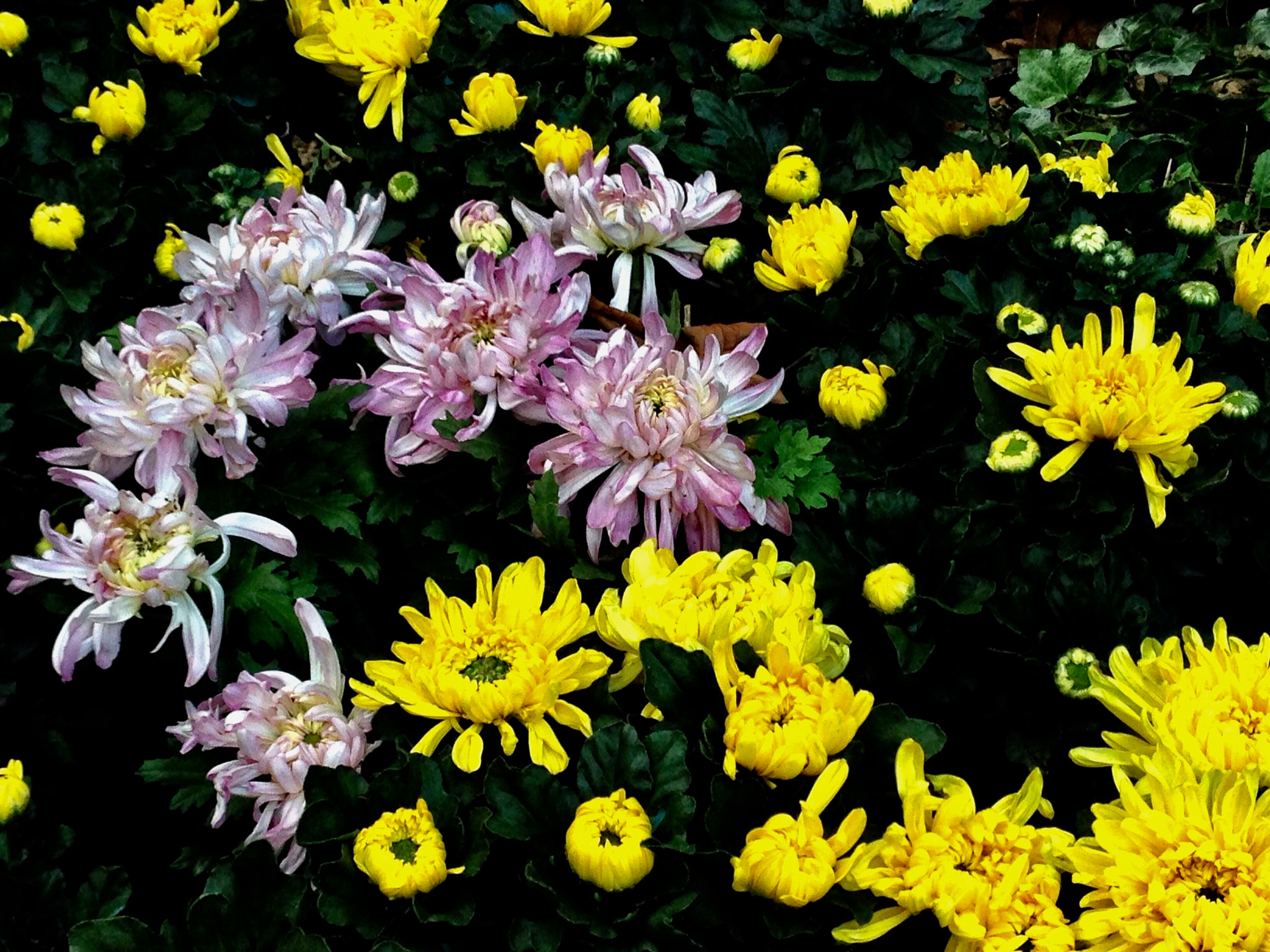 Apple iPhone5,2 sample photo. Chrysanthemums 菊花 photography