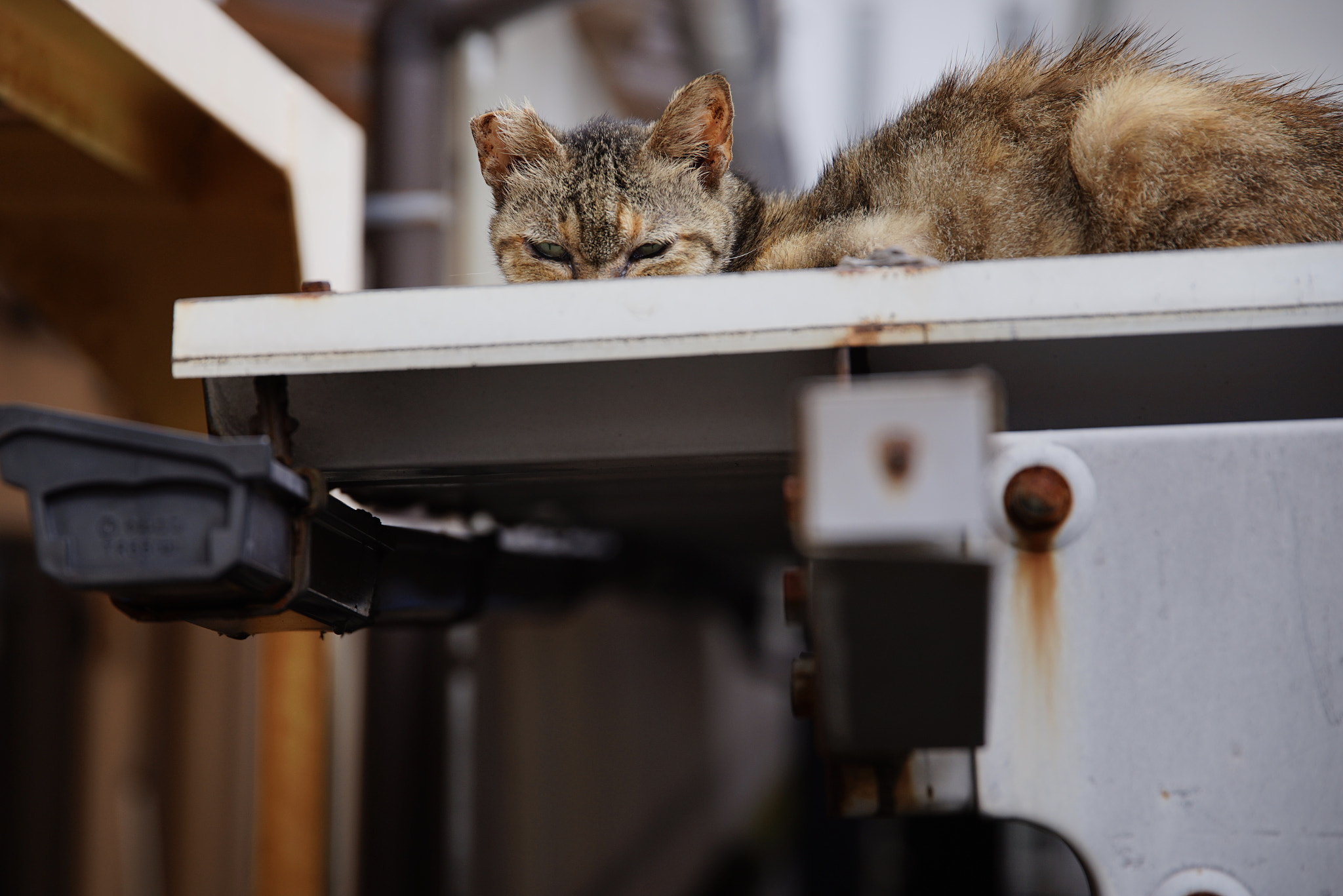 Sony a7 II + Tamron 80-300mm F3.5-6.3 sample photo. Cat on the roof photography