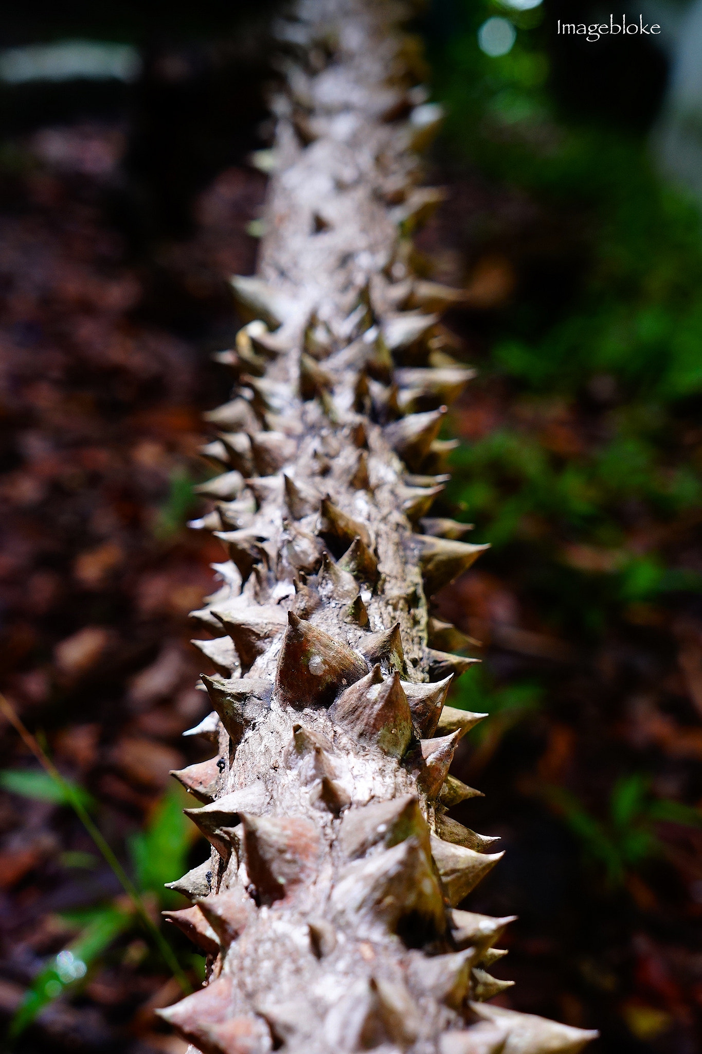 Tamron 18-200mm F3.5-6.3 Di III VC sample photo. Www.imagebloke.blogspot.com photography