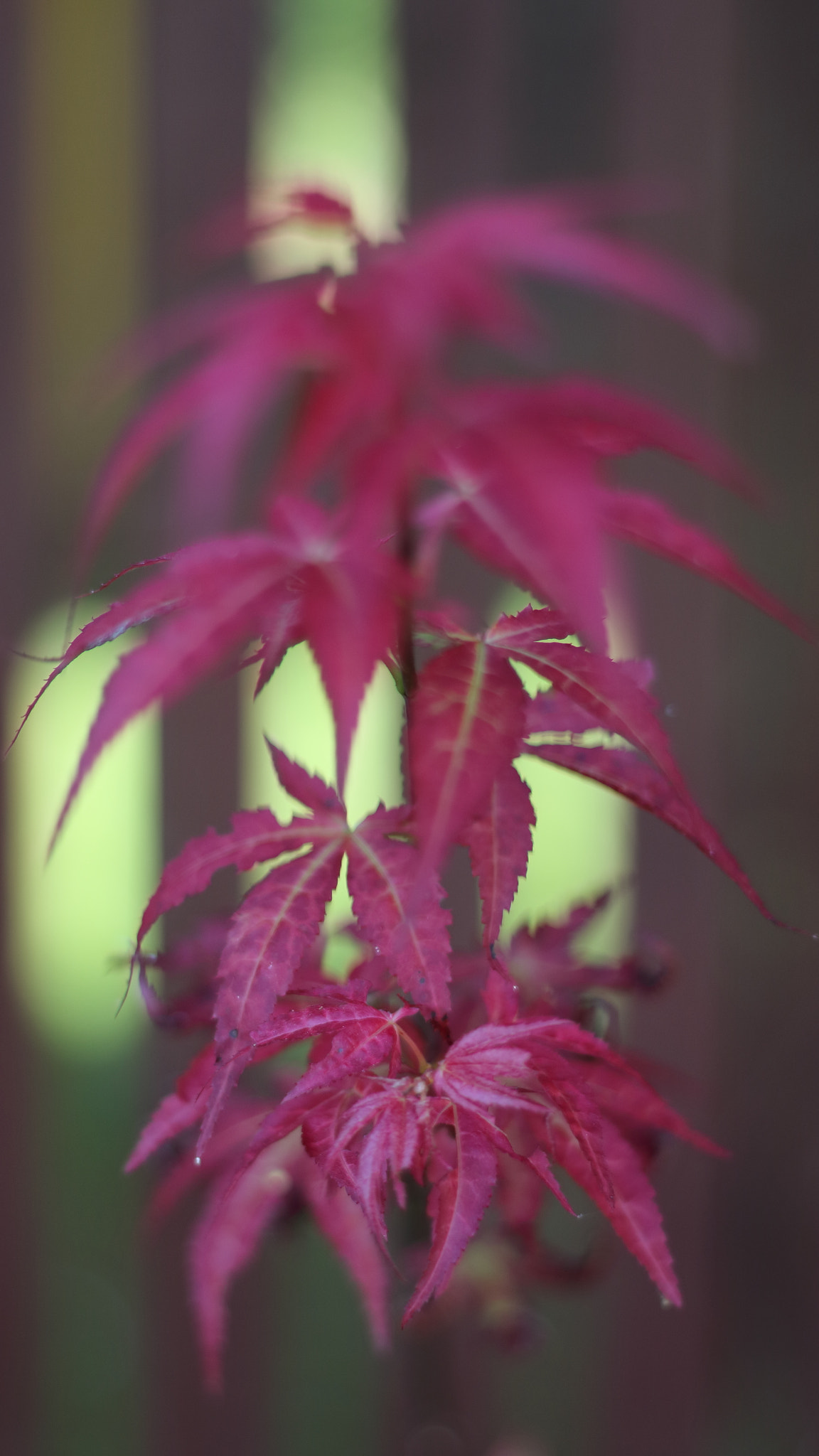 Canon EOS 750D (EOS Rebel T6i / EOS Kiss X8i) + Canon EF 50mm F1.8 II sample photo. Maple photography