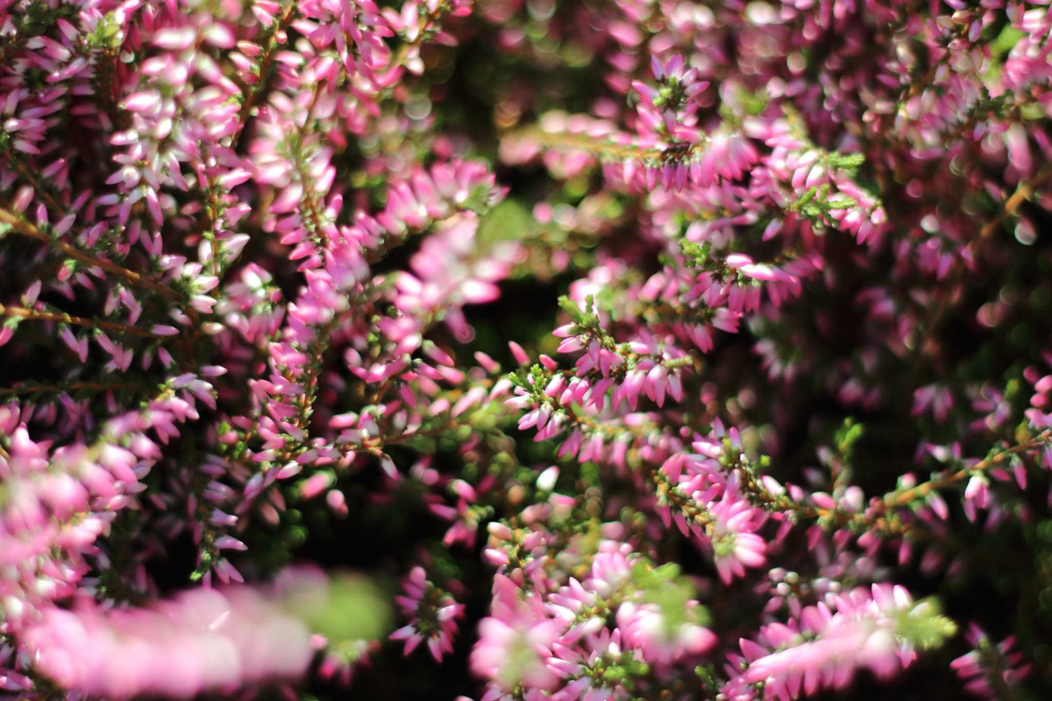 Canon EOS 750D (EOS Rebel T6i / EOS Kiss X8i) + Canon EF 50mm F1.8 II sample photo. Fantasy photography
