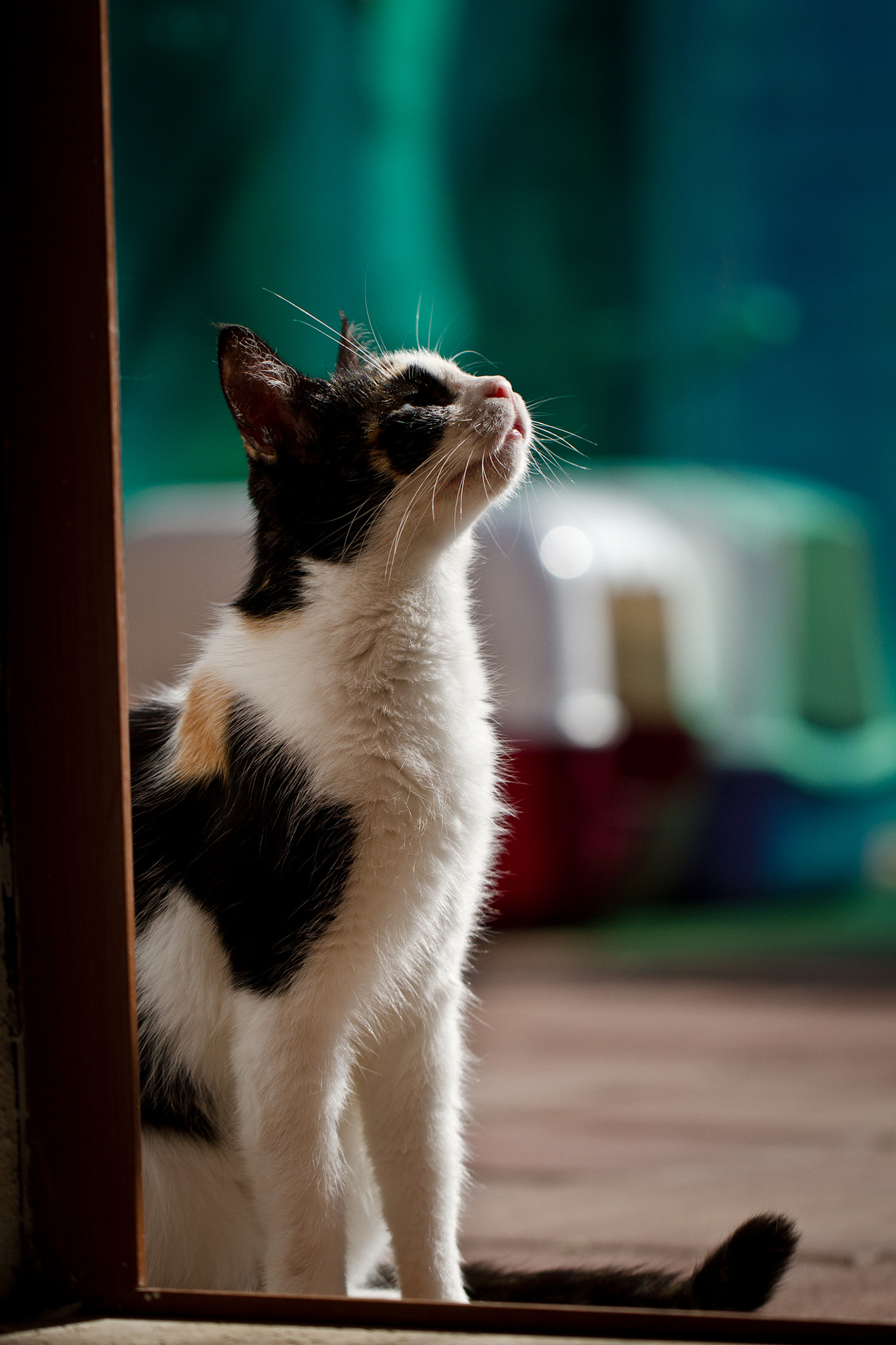 Canon EOS 7D + Canon EF 100mm F2.8L Macro IS USM sample photo. Sorrentina photography