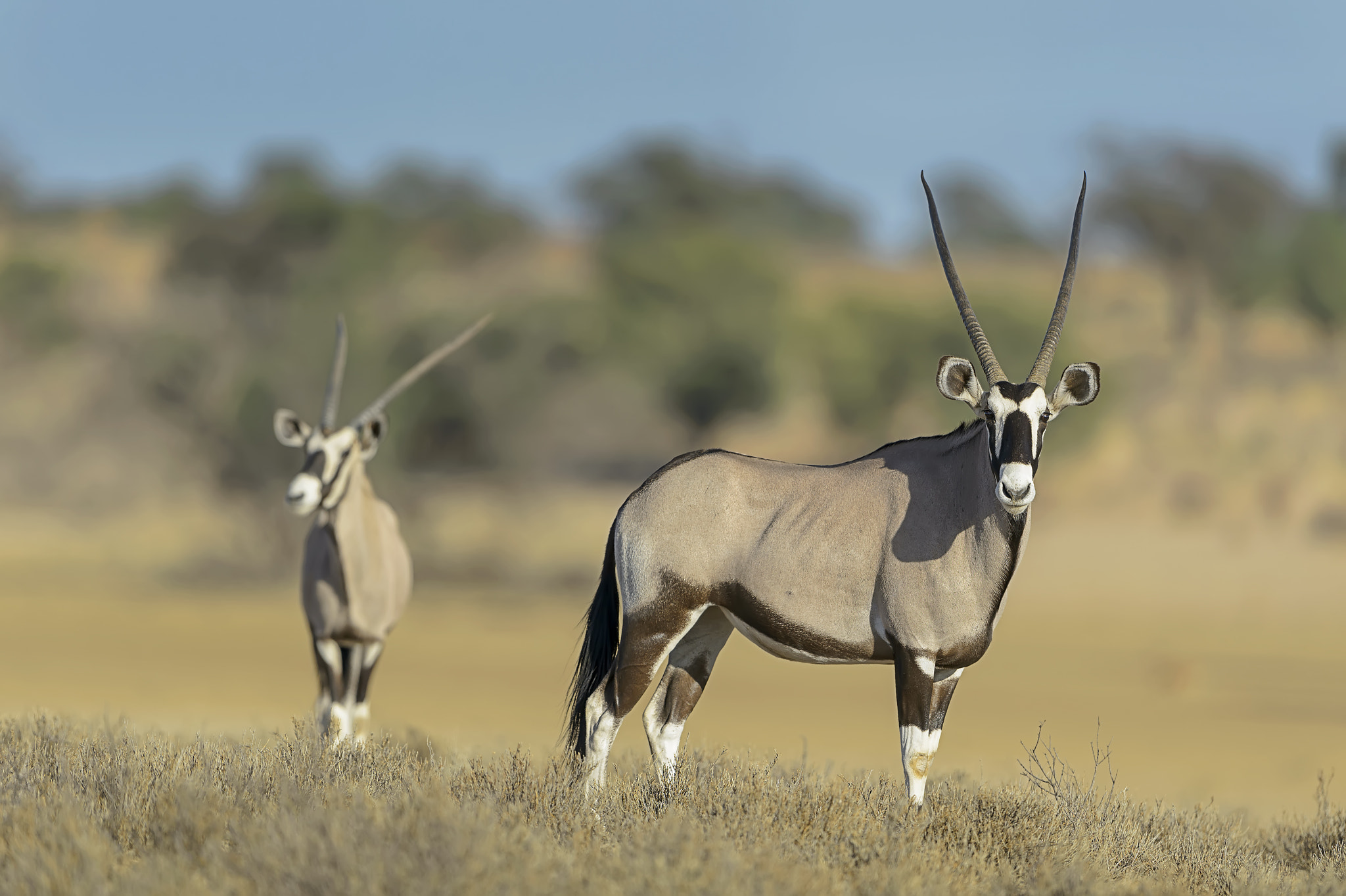 Nikon D4 + Nikon AF-S Nikkor 600mm F4G ED VR sample photo. Gemsbok photography
