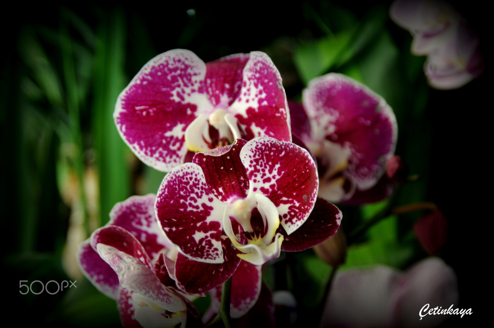 Nikon D300S sample photo. Orchıd 6 photography
