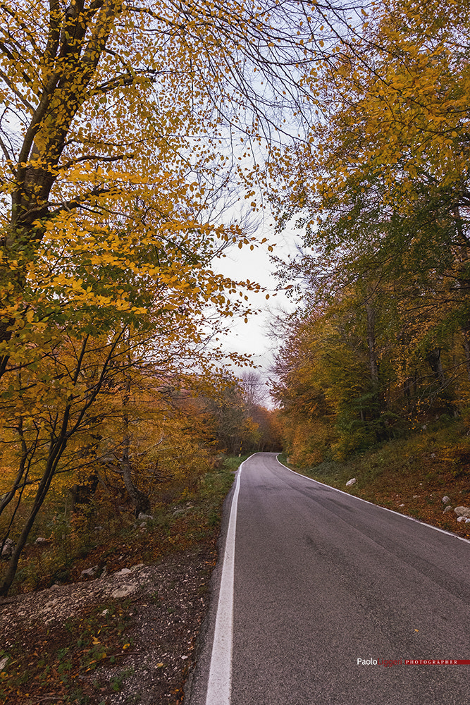 Fujifilm X-E2 + Fujifilm XF 14mm F2.8 R sample photo. Welcome autumn photography