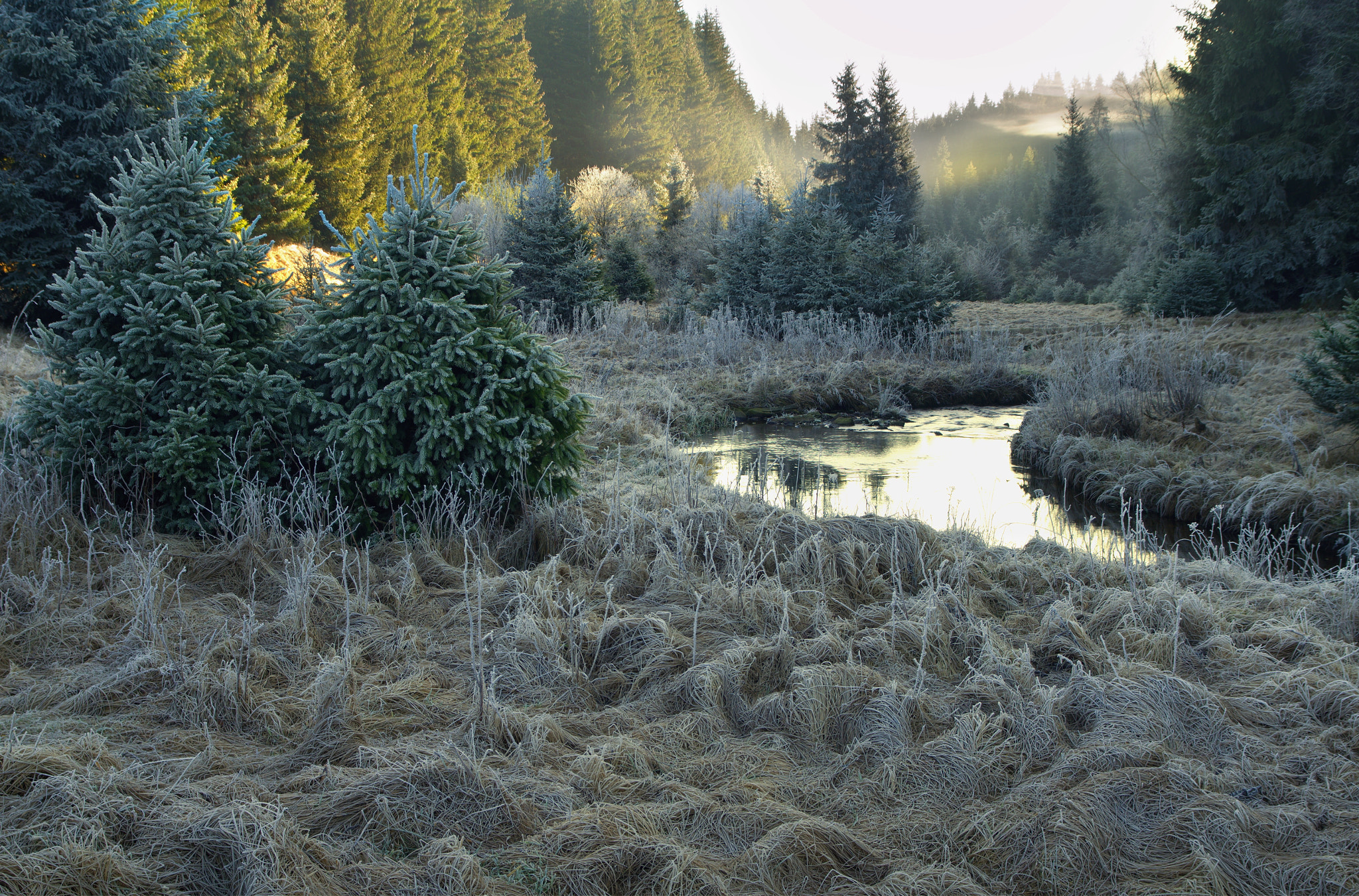 17.00 - 70.00 mm f/2.8 - 4.0 sample photo. Frosty morning photography