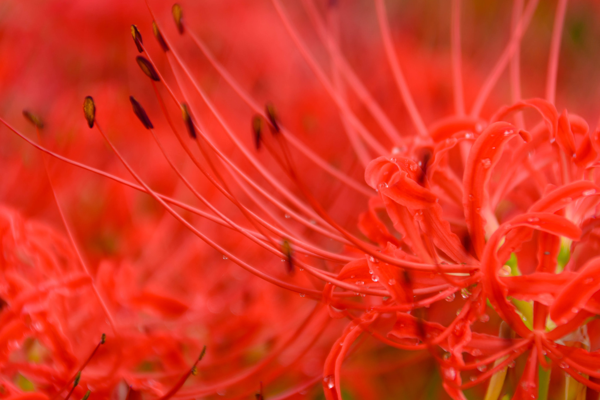 Sigma 18-200mm F3.5-6.3 II DC OS HSM sample photo. 紅い世界 photography