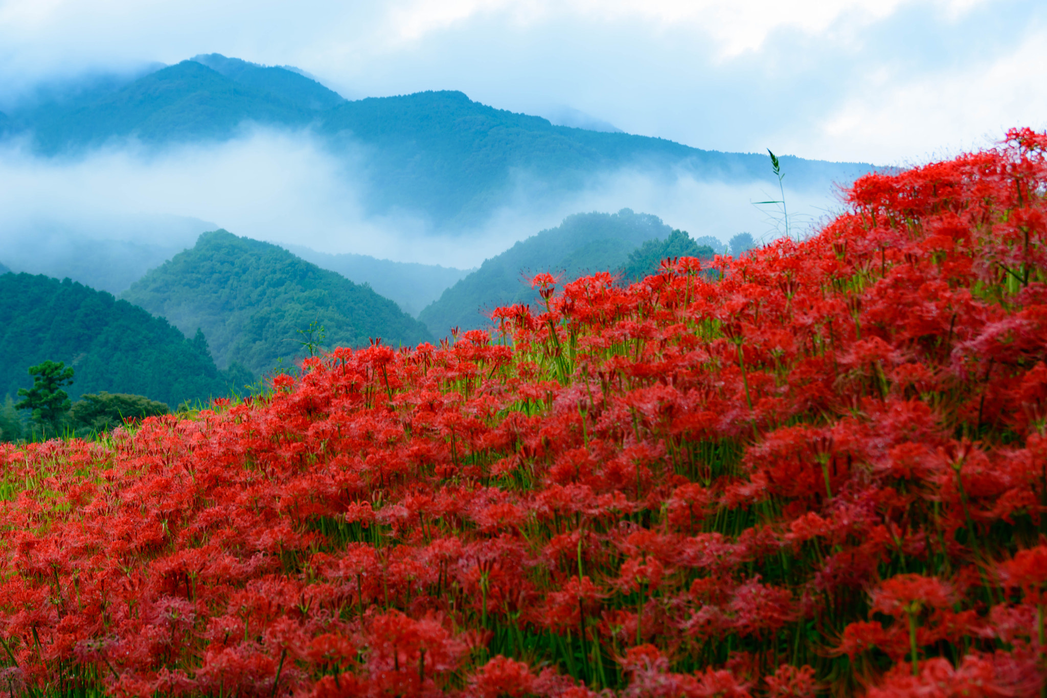 Sigma 18-200mm F3.5-6.3 II DC OS HSM sample photo. 神々の山に秋が訪れる photography