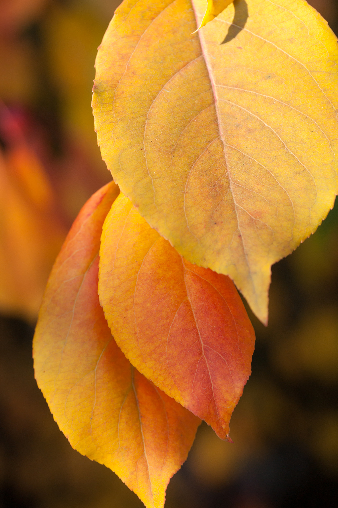 Sony Alpha DSLR-A350 + Minolta AF 50mm F3.5 Macro sample photo. Autumn colors photography