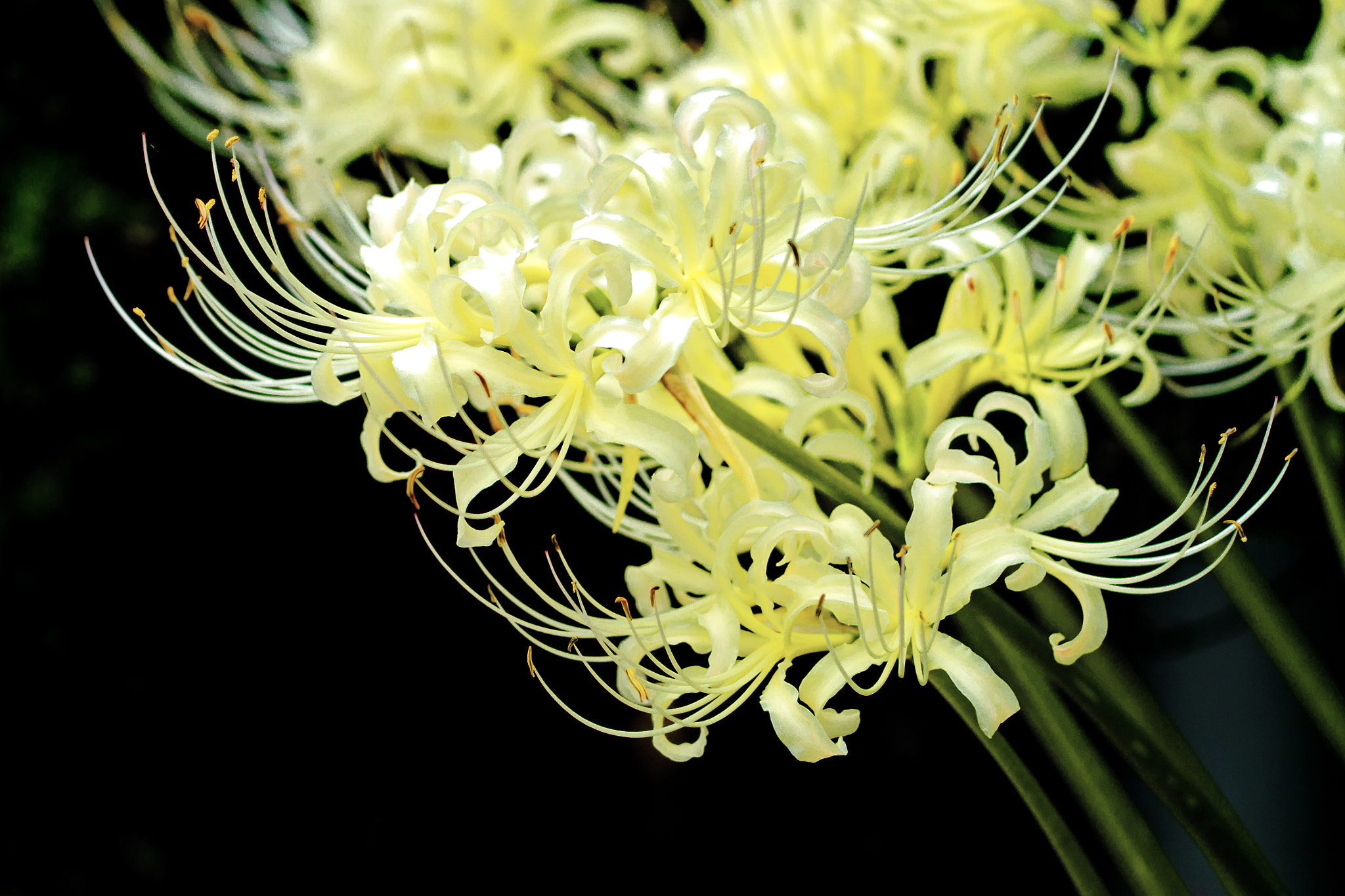 Nikon D7000 + Sigma 70-200mm F2.8 EX DG OS HSM sample photo. White hurricane lily photography