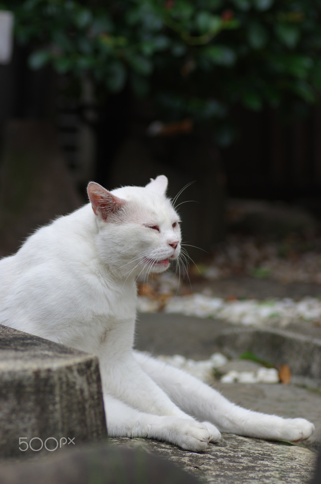 Pentax K-3 + Tamron SP AF 90mm F2.8 Di Macro sample photo. Exhausted cat photography