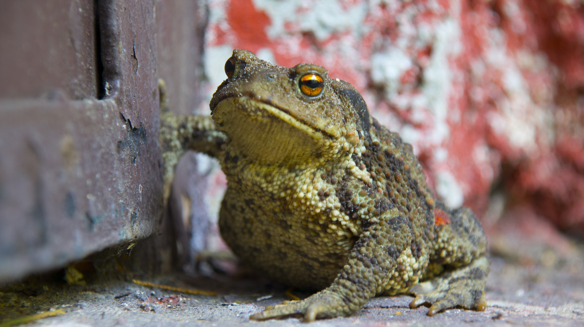 Sony DT 16-105mm F3.5-5.6 sample photo