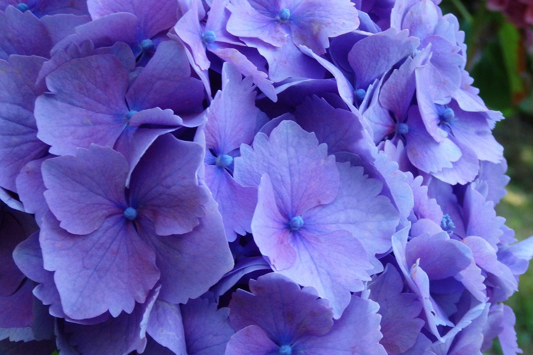 Olympus SZ-17 sample photo. Hydrangea 15 photography