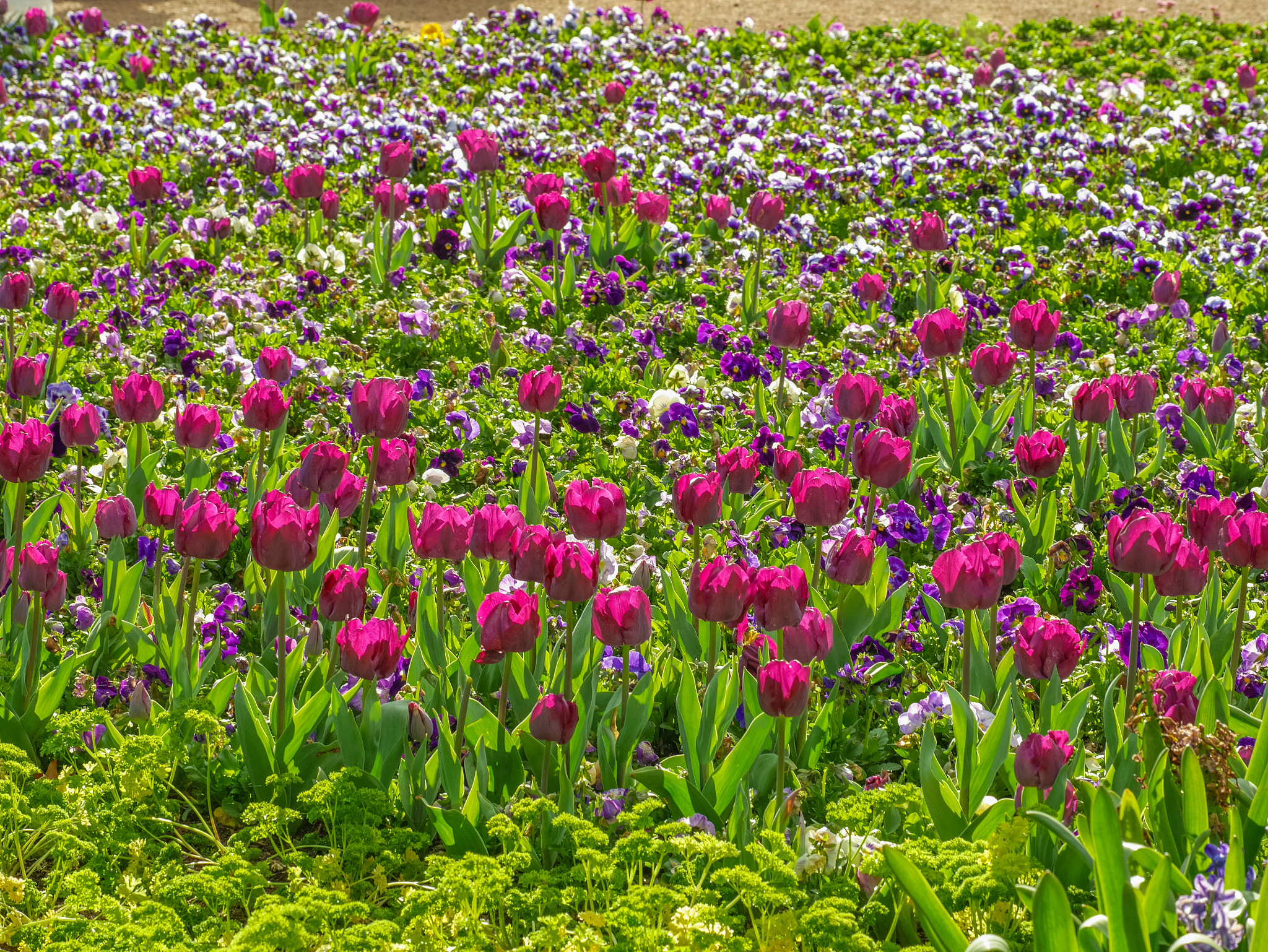 Panasonic DMC-GM1S sample photo. Floriade 2016 - location: commonwealth park, act,  ... photography