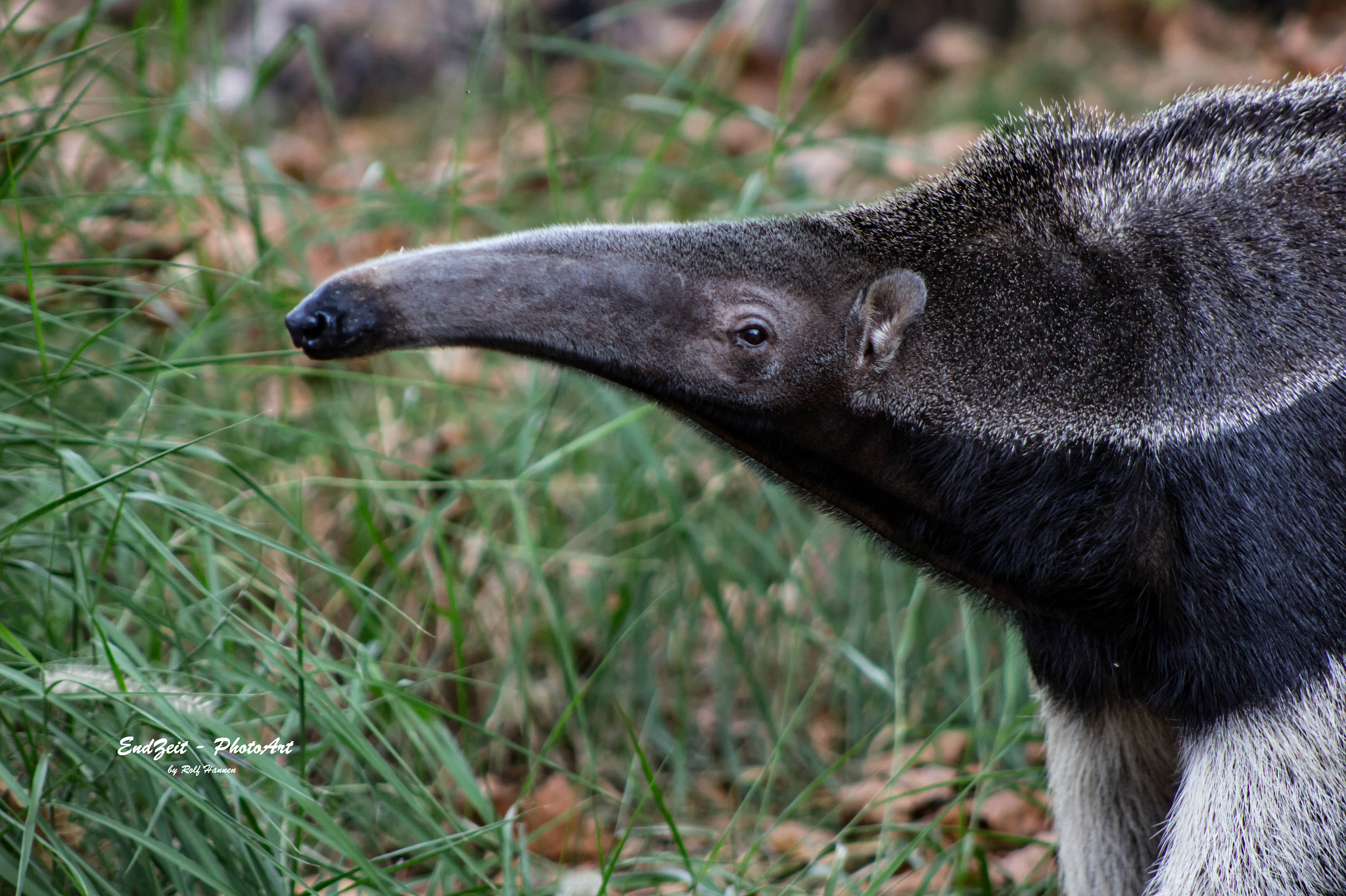 Canon EF 75-300mm f/4-5.6 USM sample photo. ... real big nose ... photography