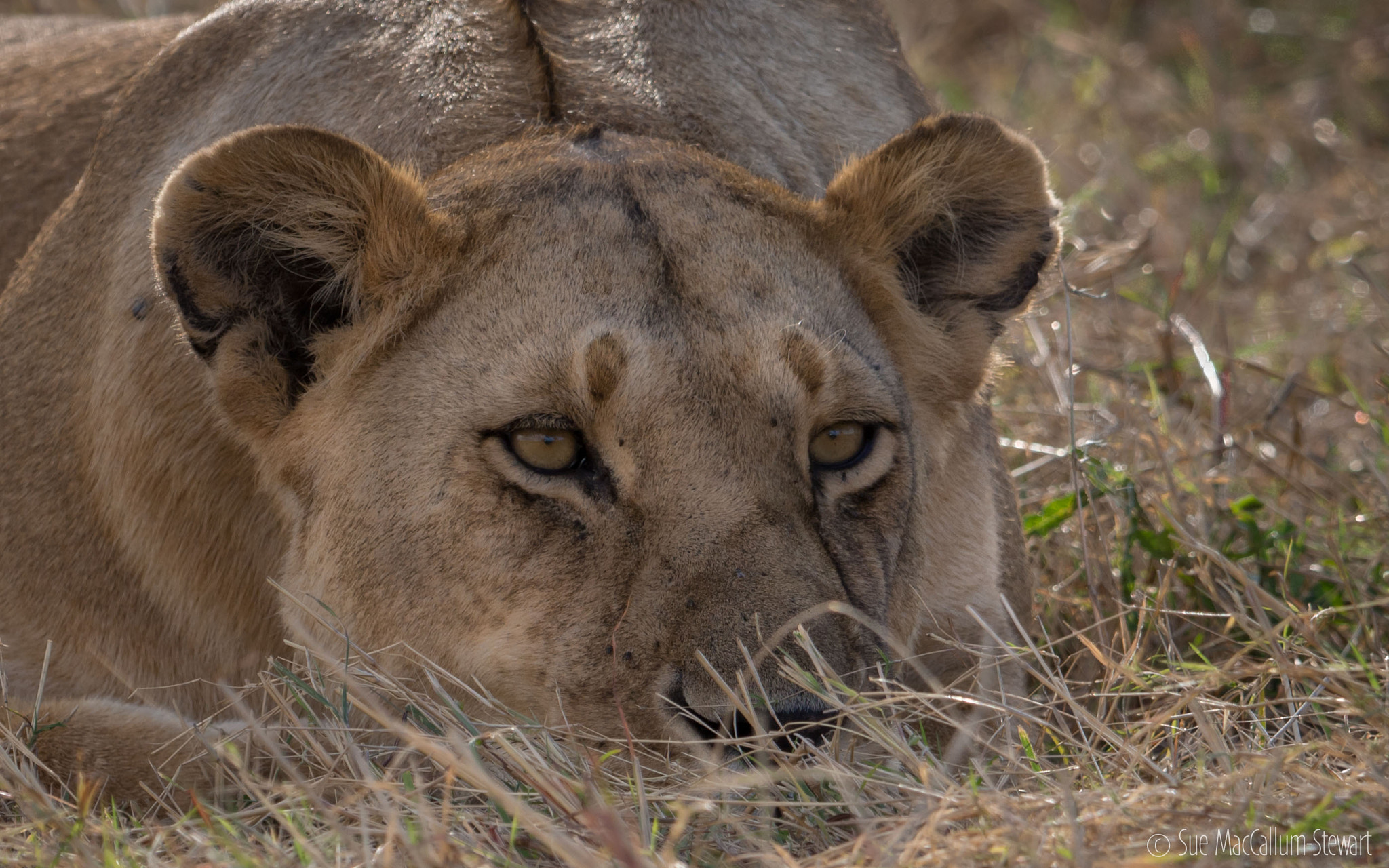 Olympus OM-D E-M5 + OLYMPUS M.300mm F4.0 sample photo. Thoughtful photography