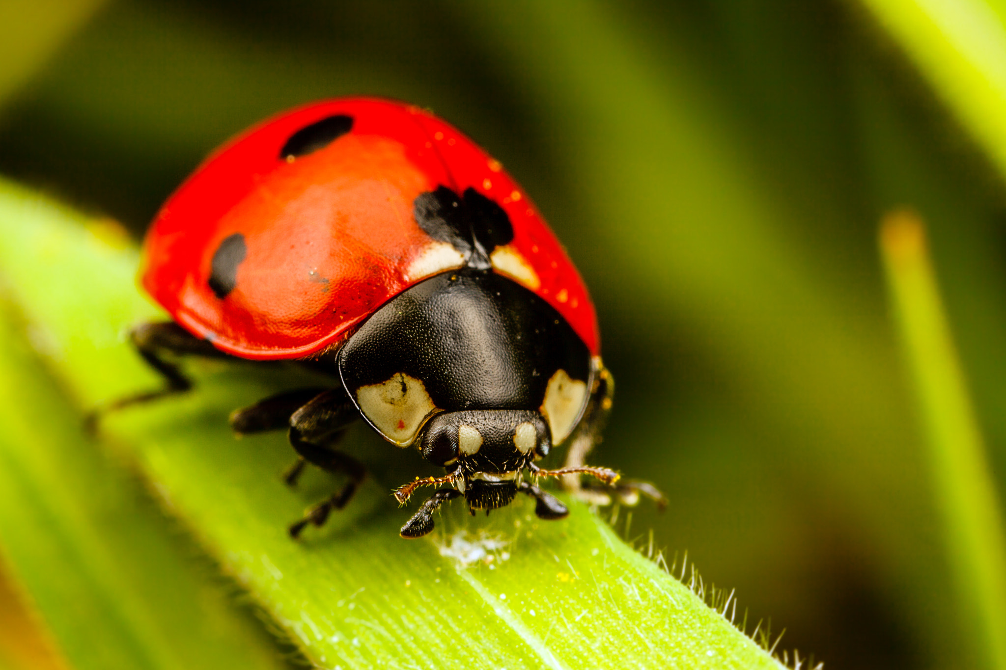 Canon EOS 5D Mark II + Canon MP-E 65mm F2.5 1-5x Macro Photo sample photo. 7-spot ladybird photography