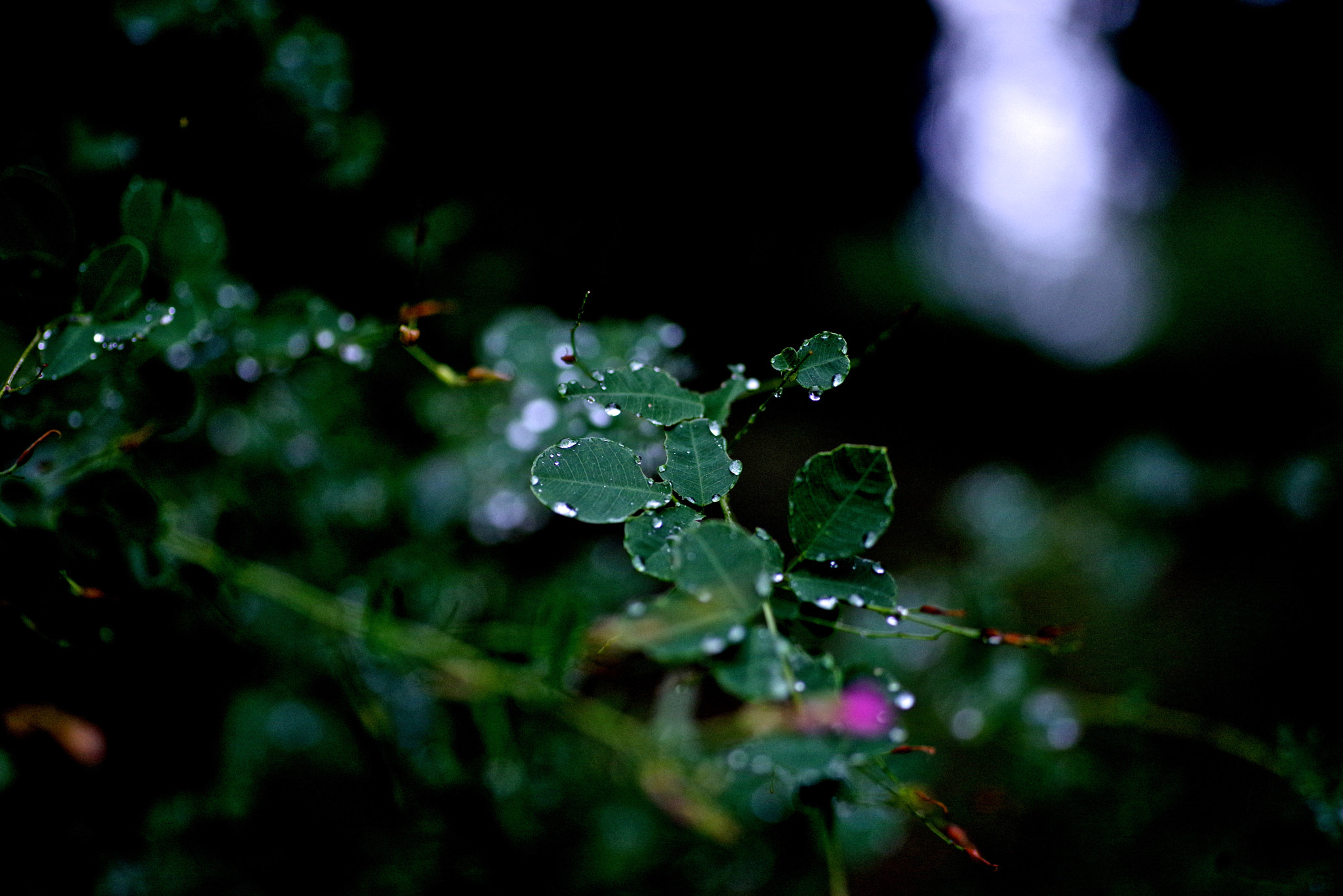 Pentax K-1 + Sigma sample photo. Shining drops photography