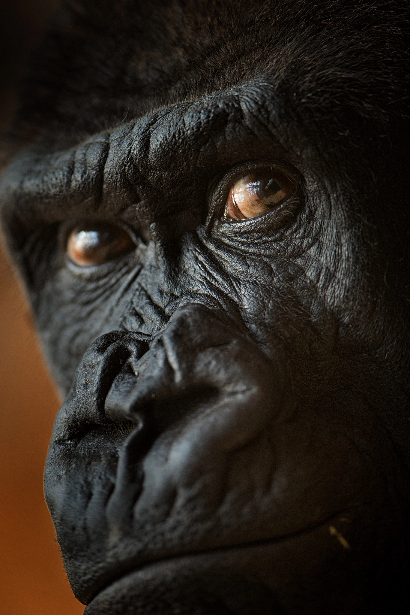 Nikon D610 + Nikon AF-S Nikkor 300mm F4D ED-IF sample photo. I am a big eye | zoo prague photography
