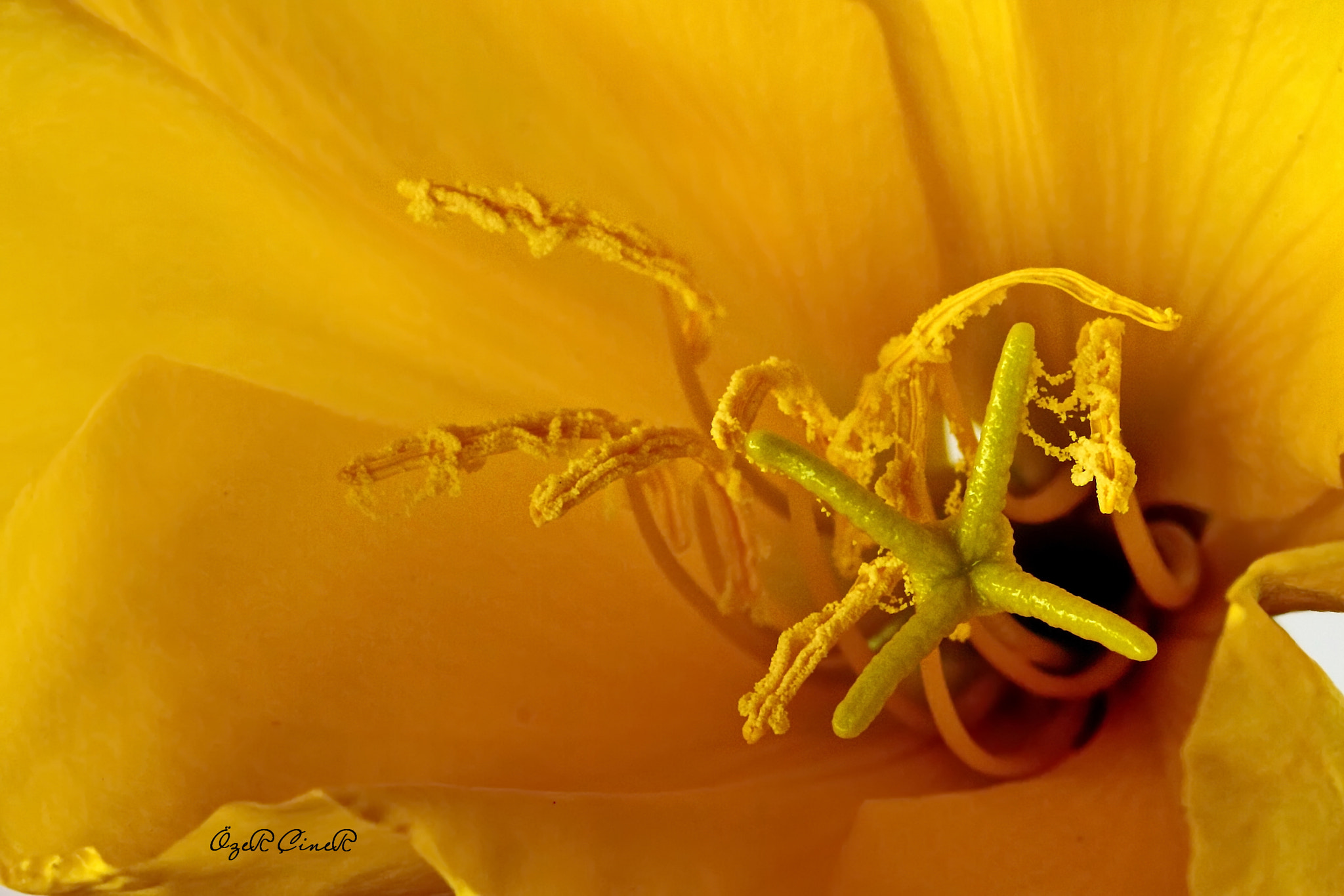 Canon EOS 7D + Canon EF 100mm F2.8L Macro IS USM sample photo. Inside the yellow photography