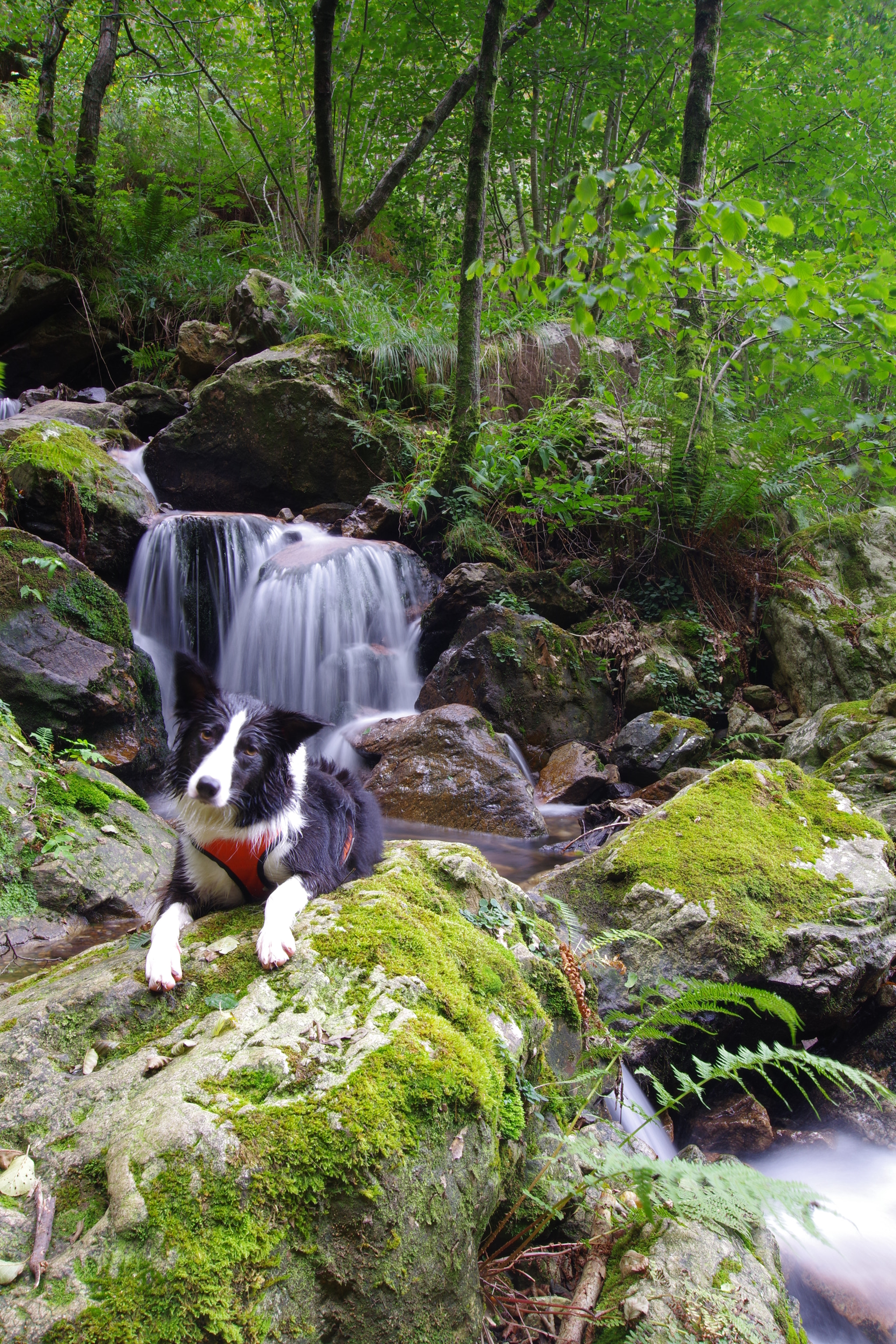 Sigma 10-20mm F3.5 EX DC HSM sample photo. Border collie,adi photography