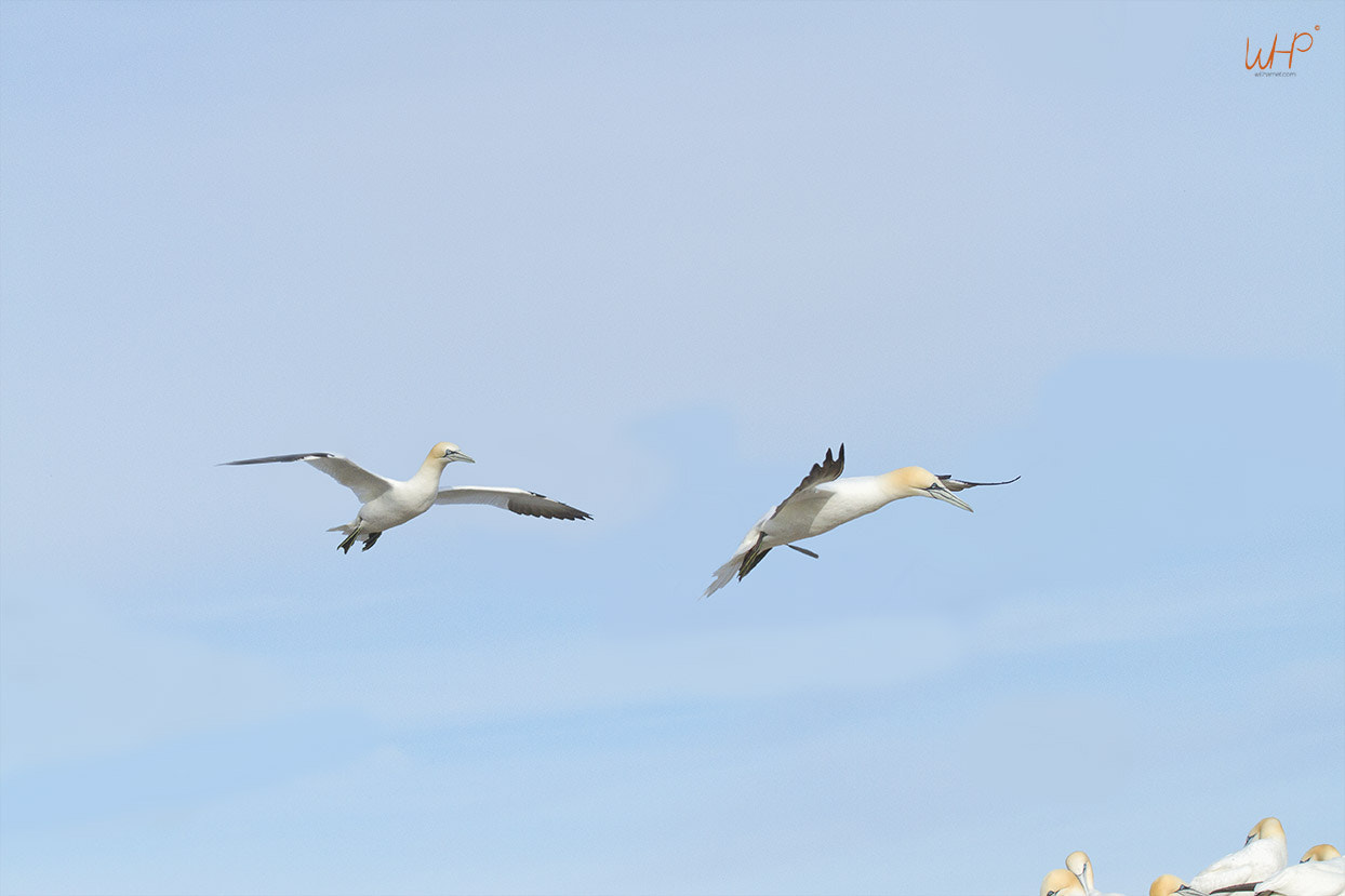 Canon EF 70-200mm F4L USM sample photo. Gannet dance photography