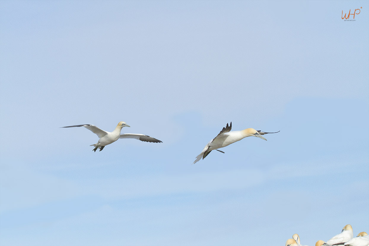 Canon EOS 7D sample photo. Gannet dance photography