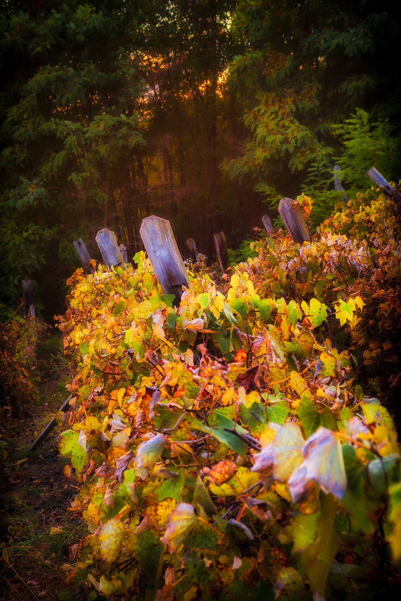 Nikon D600 sample photo. Vineyard photography