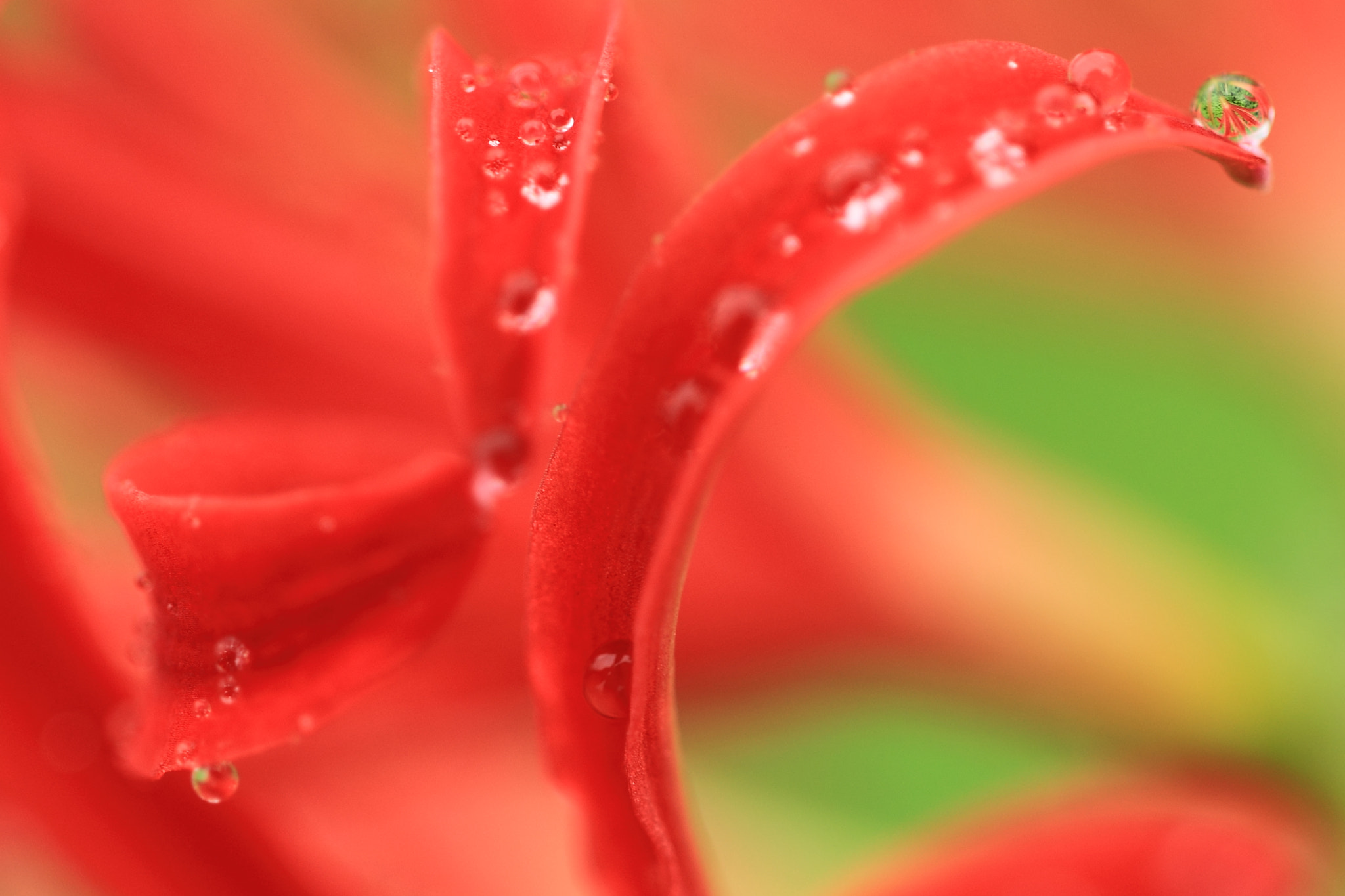 Sigma APO Macro 150mm f/2.8 EX DG HSM sample photo. Flower photography