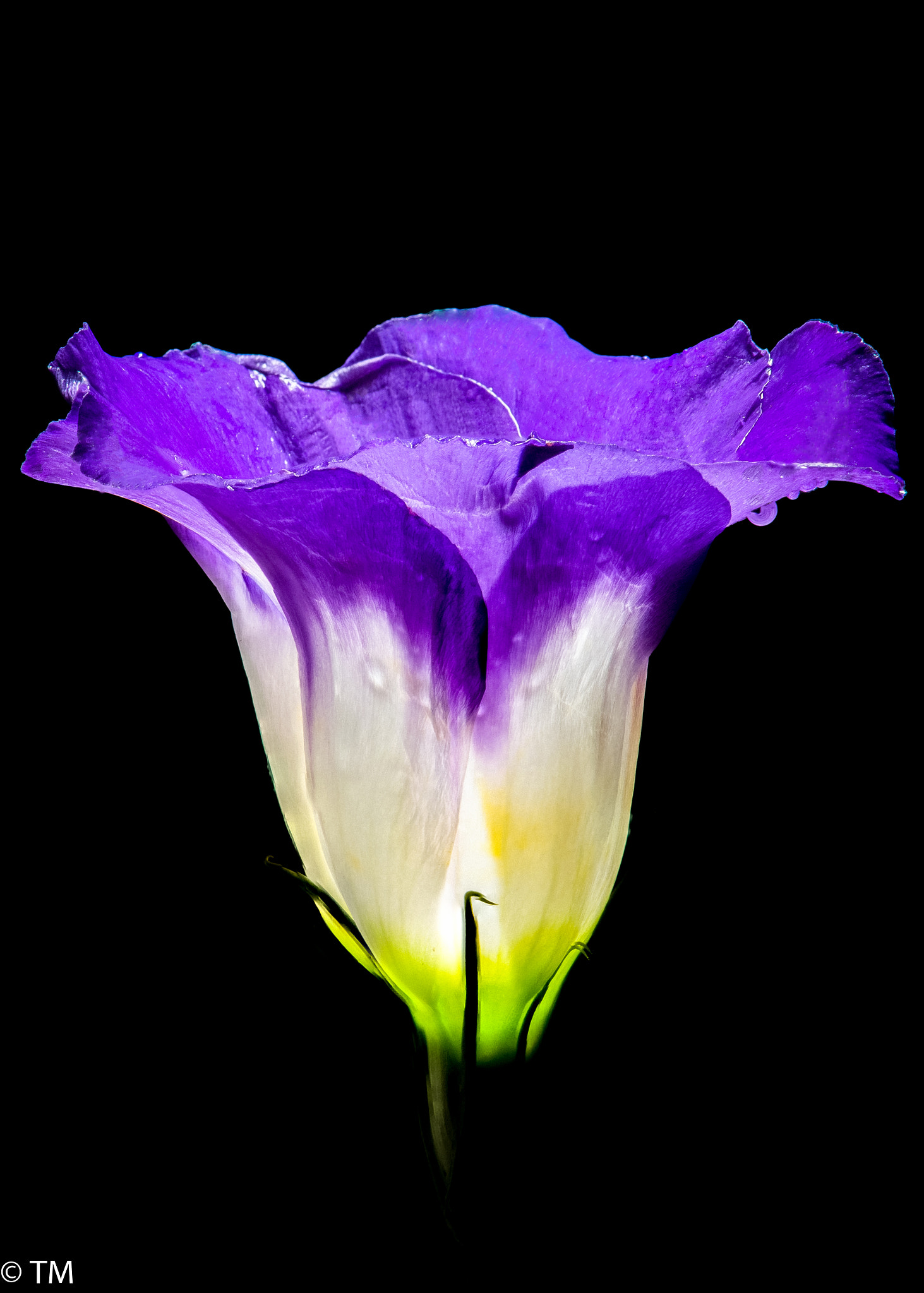 Nikon AF-S Micro-Nikkor 105mm F2.8G IF-ED VR sample photo. Lamp photography