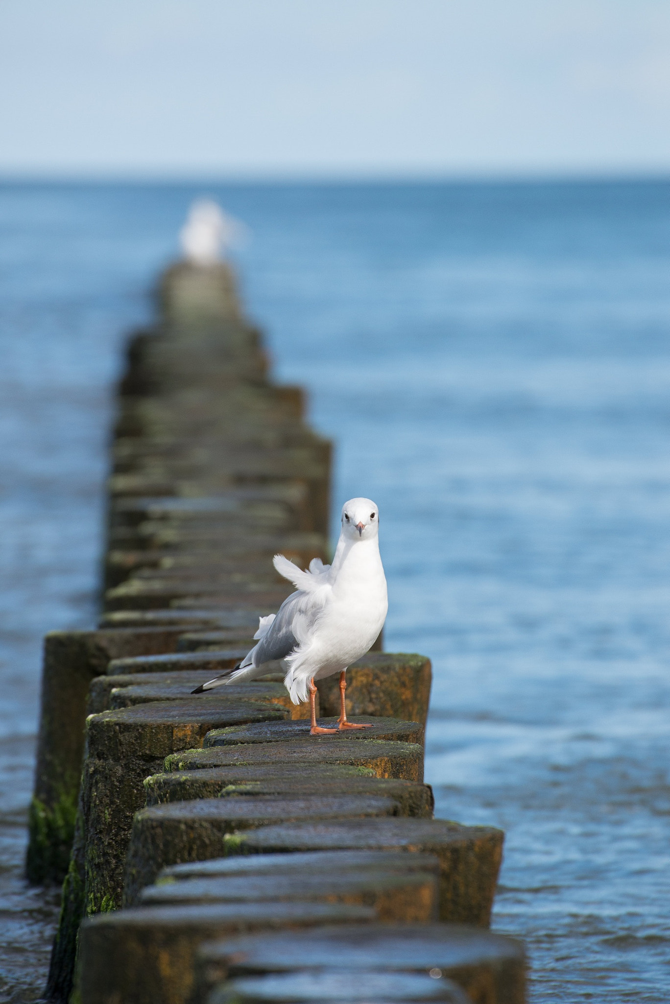 Nikon D600 sample photo. Seagull photography