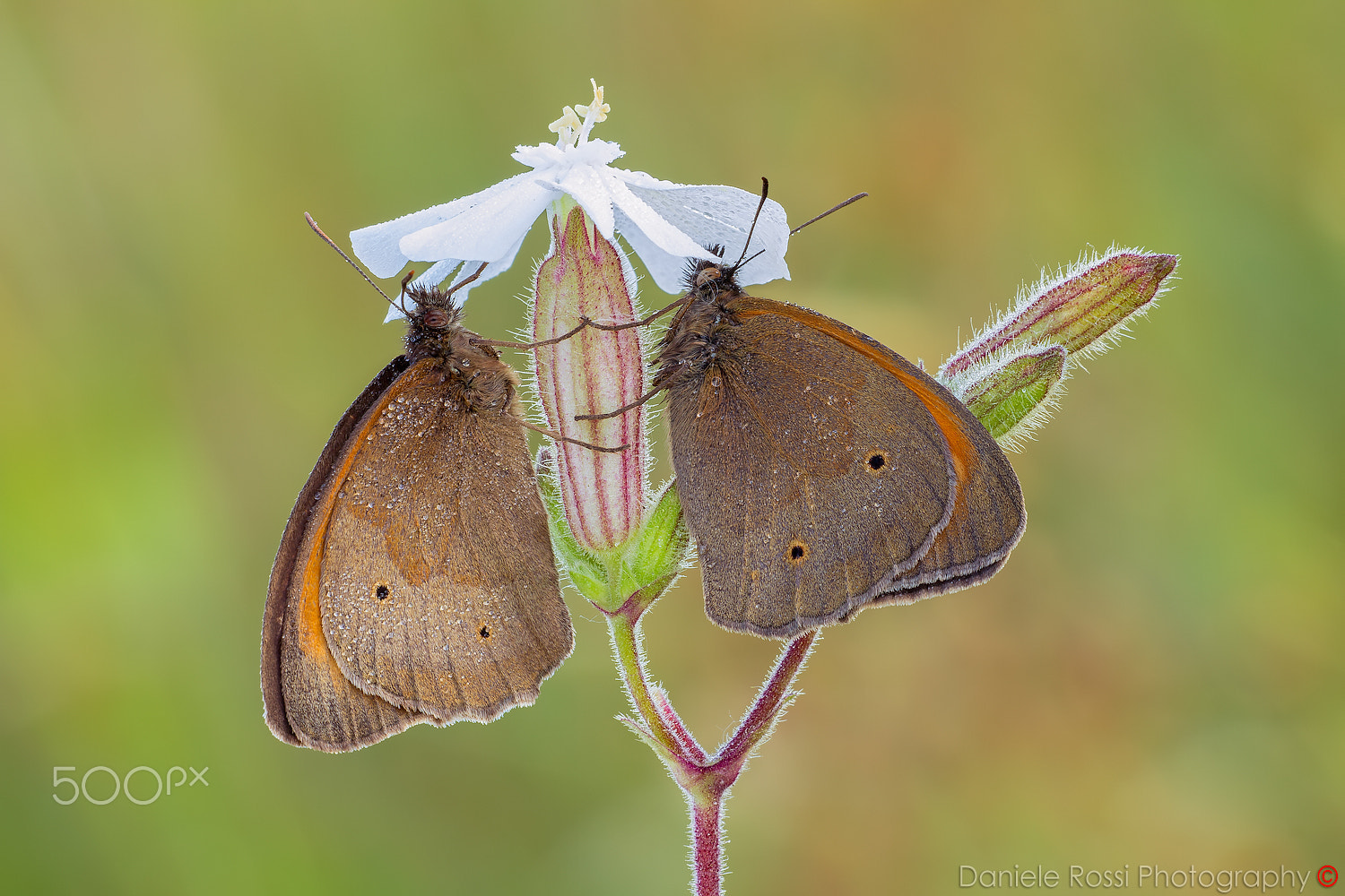 Sigma APO Macro 180mm F2.8 EX DG OS HSM sample photo. Sheltered... photography