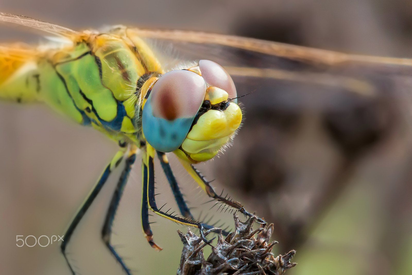 Canon EOS 60D sample photo. Dragonflies head photography